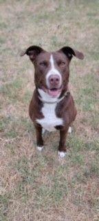 Cora, an adopted Pit Bull Terrier in Bartlesville, OK image 2/4
