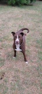 Cora, an adopted Pit Bull Terrier in Bartlesville, OK image 4/4