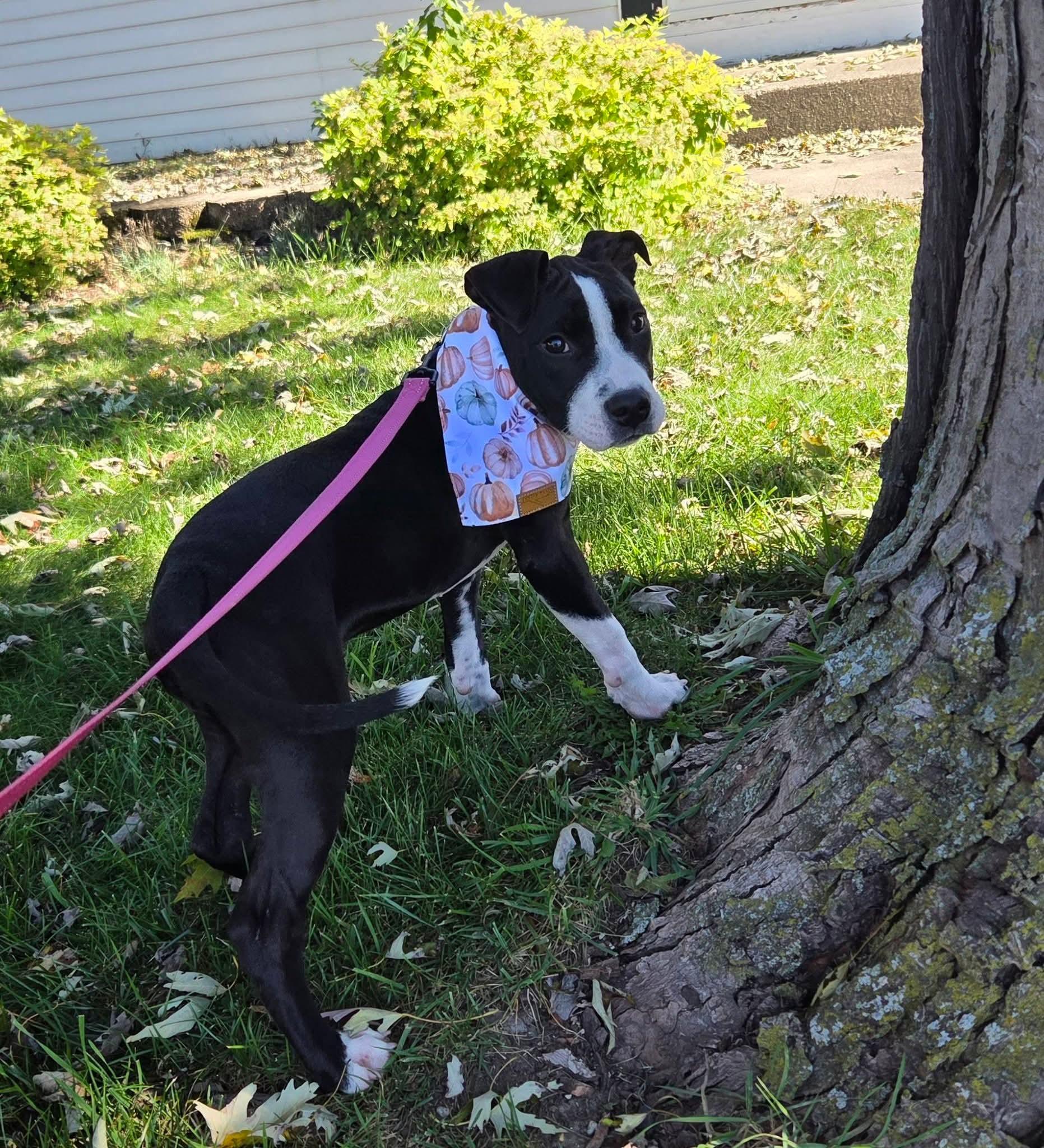 Enlarge Roly the snuggly Staffie mix, a Adoptable mixed breed in Muskego, WI image 4/6