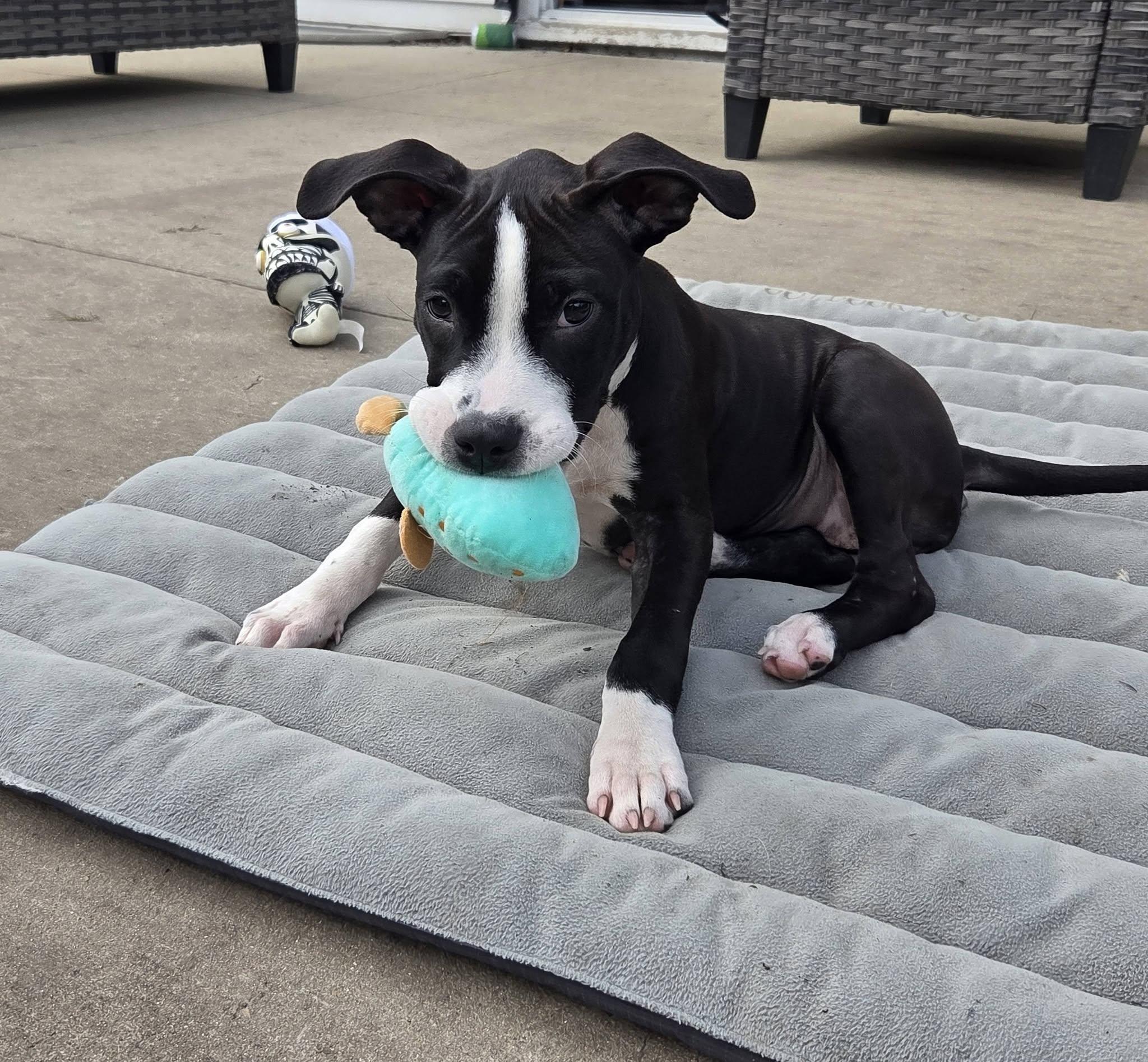 Enlarge Roly the snuggly Staffie mix, a Adoptable mixed breed in Muskego, WI image 5/6