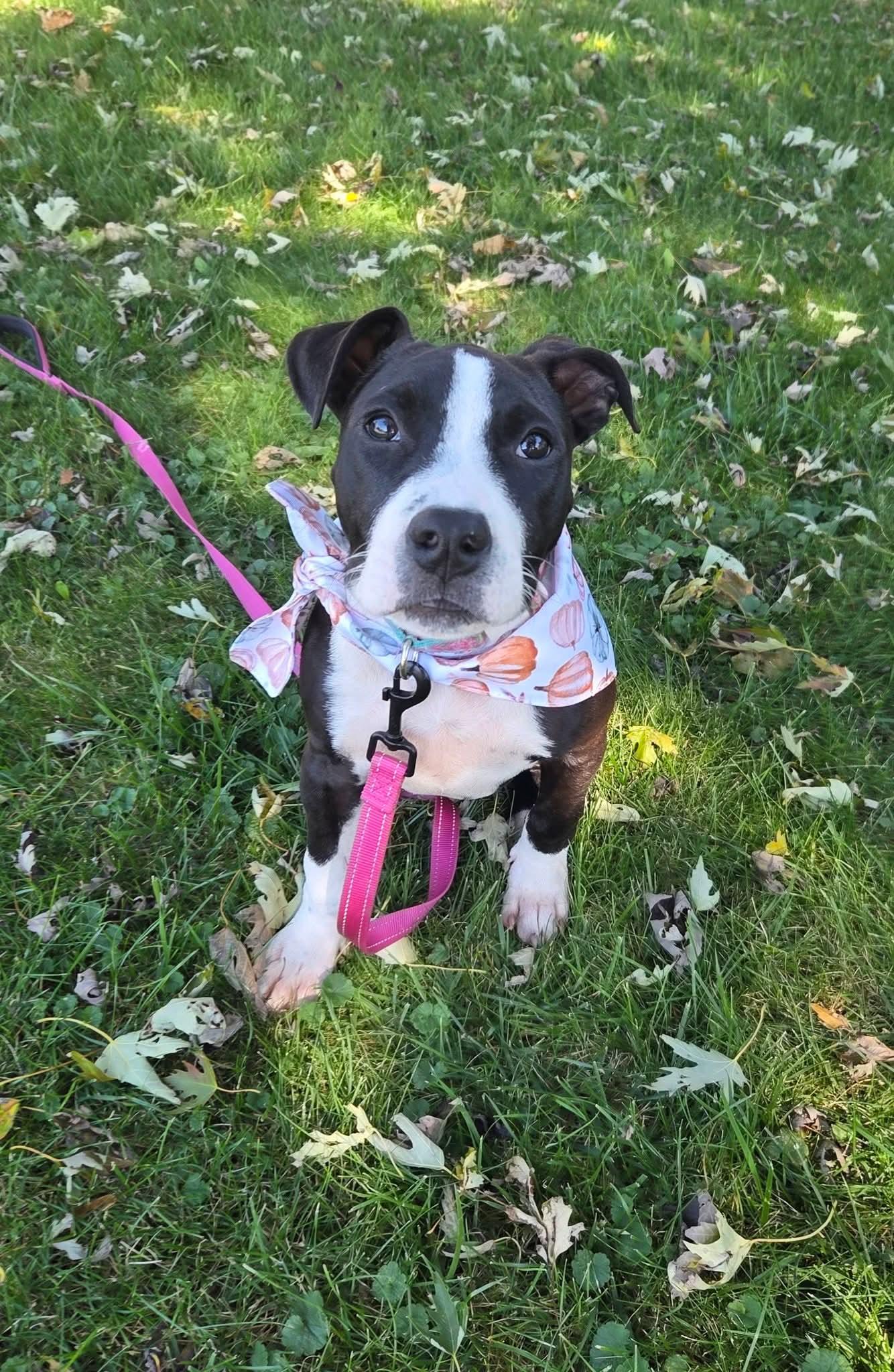 Enlarge Roly the snuggly Staffie mix, a Adoptable mixed breed in Muskego, WI image 2/6