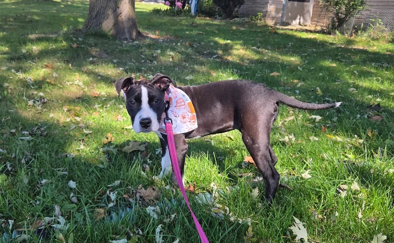 Enlarge Roly the snuggly Staffie mix, a Adoptable mixed breed in Muskego, WI image 3/6