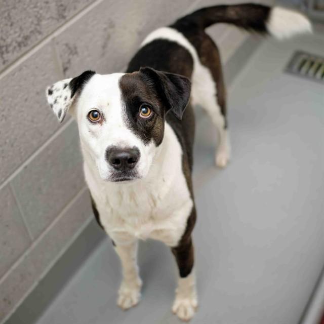 LIBERTY, Adoptable, Adult Female Border Collie & Dalmatian.