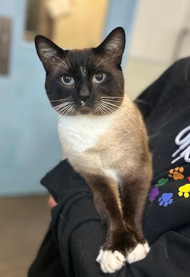 Clark, an adoptable Domestic Short Hair in Juneau, AK, 99801 | Photo Image 1