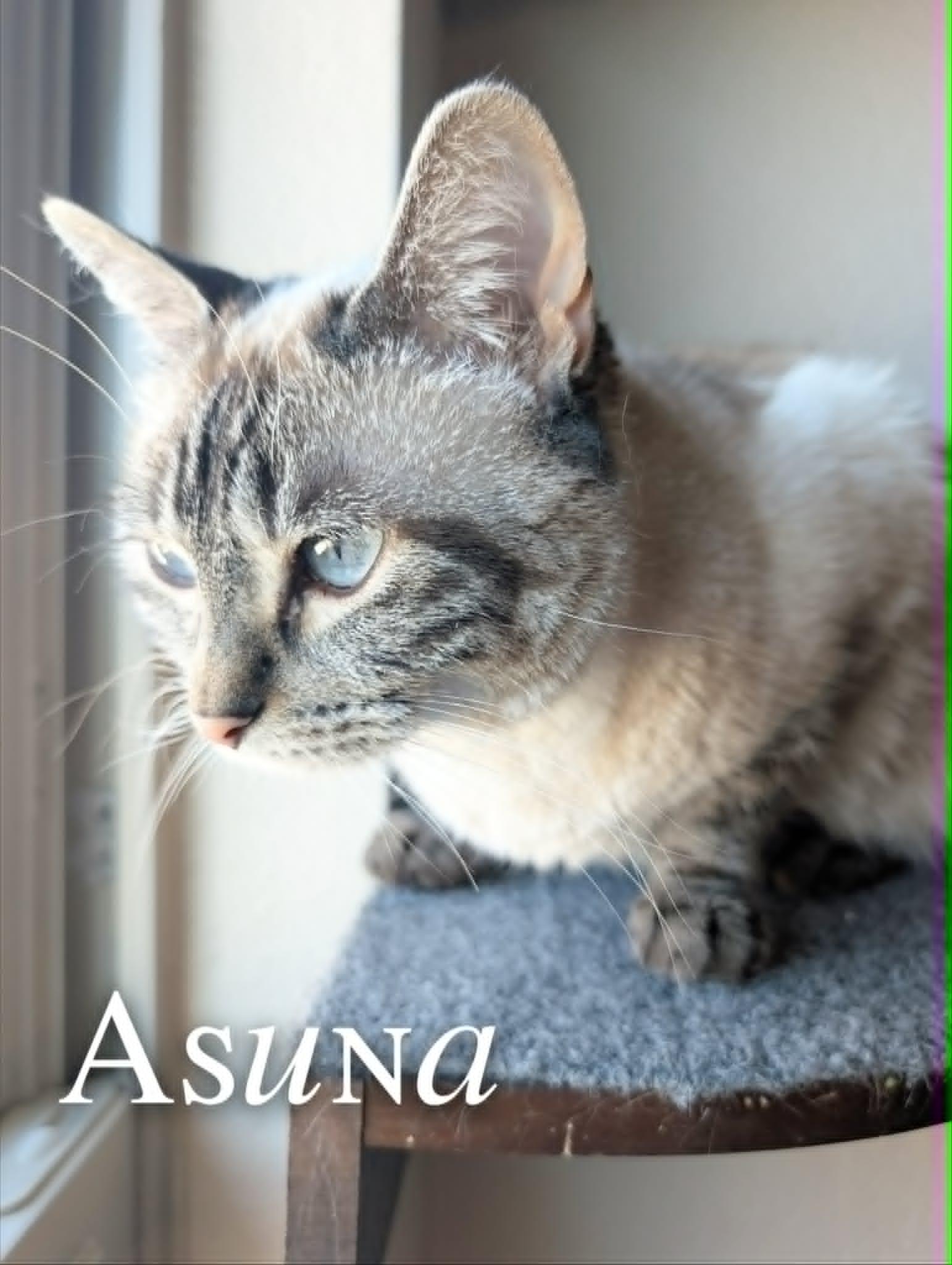 Asuna, an adopted Siamese in Mansfield, TX image 1/3