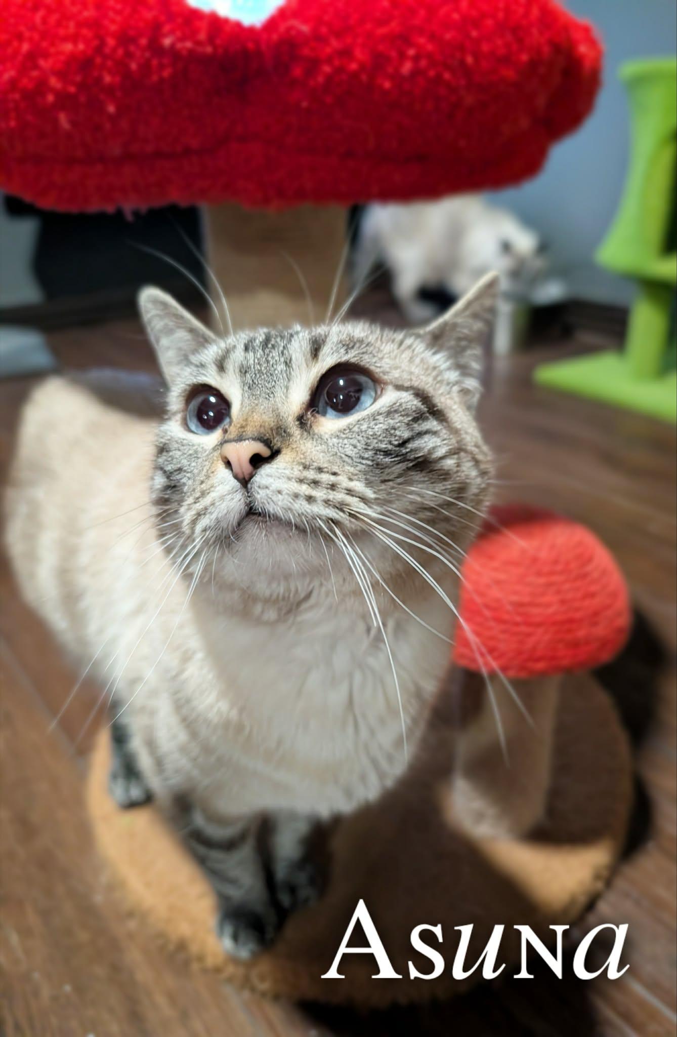 Asuna, an adopted Siamese in Mansfield, TX image 3/3