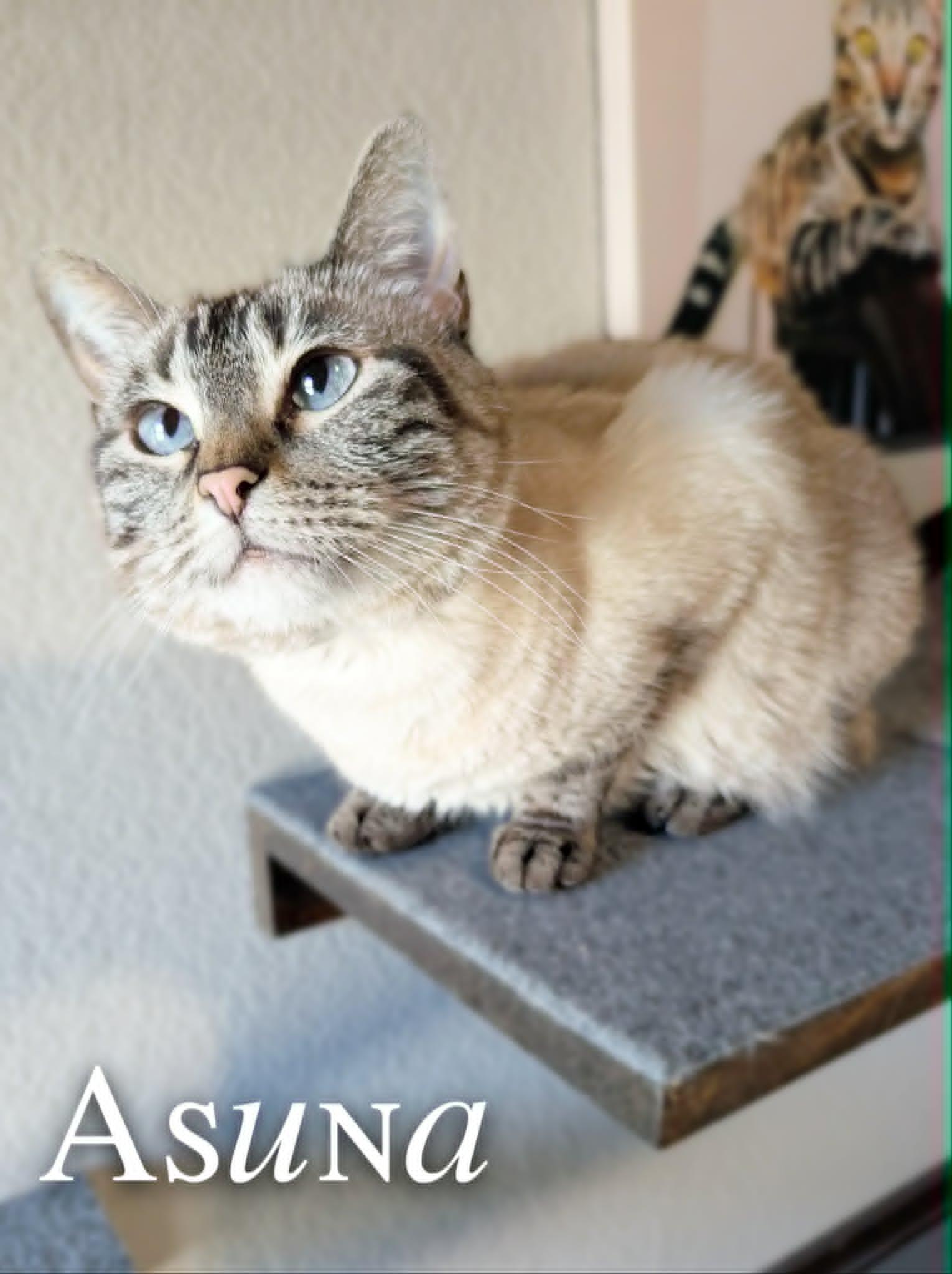 Asuna, an adopted Siamese in Mansfield, TX image 2/3
