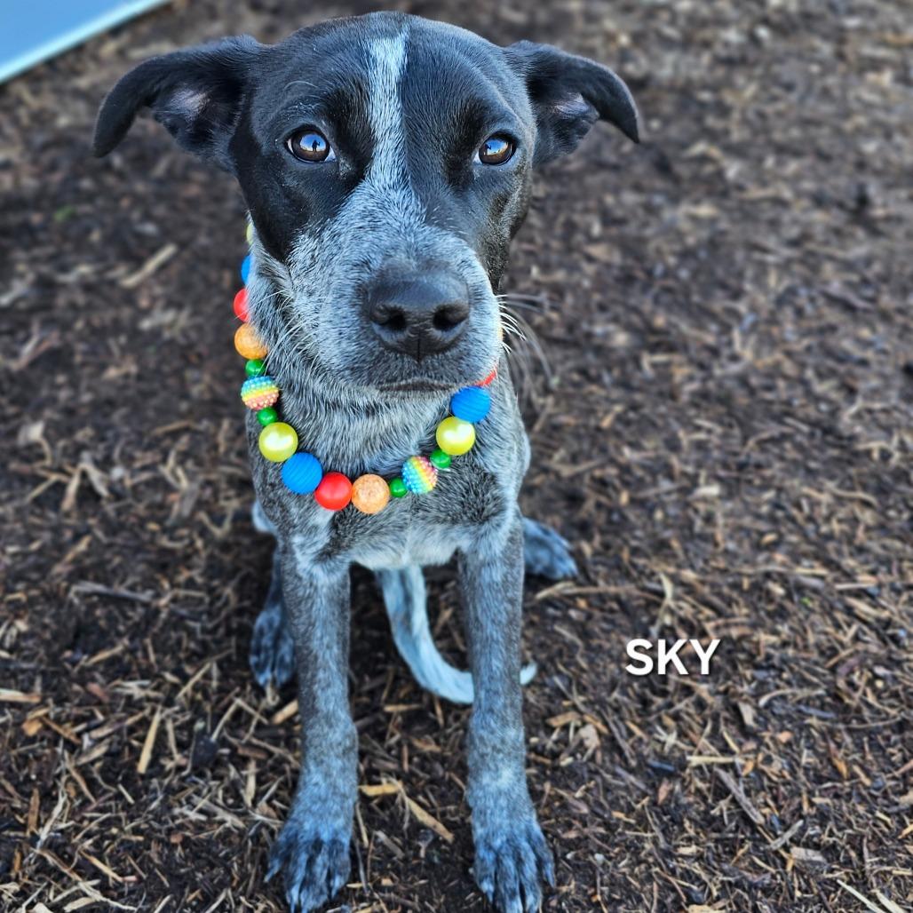 Sky, Adoptable, Young Female Cattle Dog & American Bulldog.