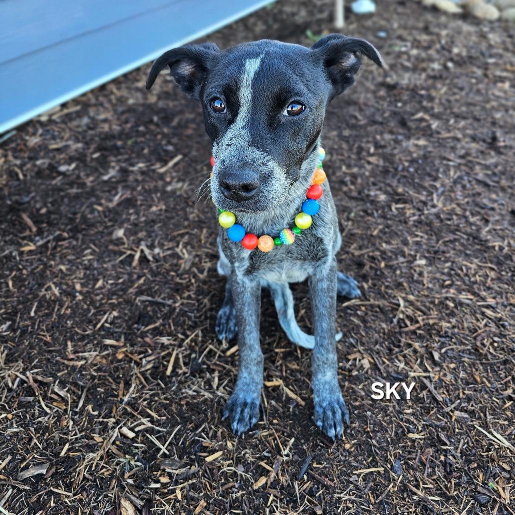 Sky, a Adoptable mixed breed in Madisonville, TN image 2/3