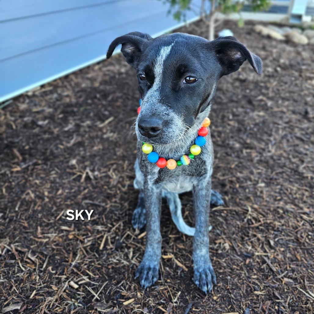 Sky, a Adoptable mixed breed in Madisonville, TN image 3/3