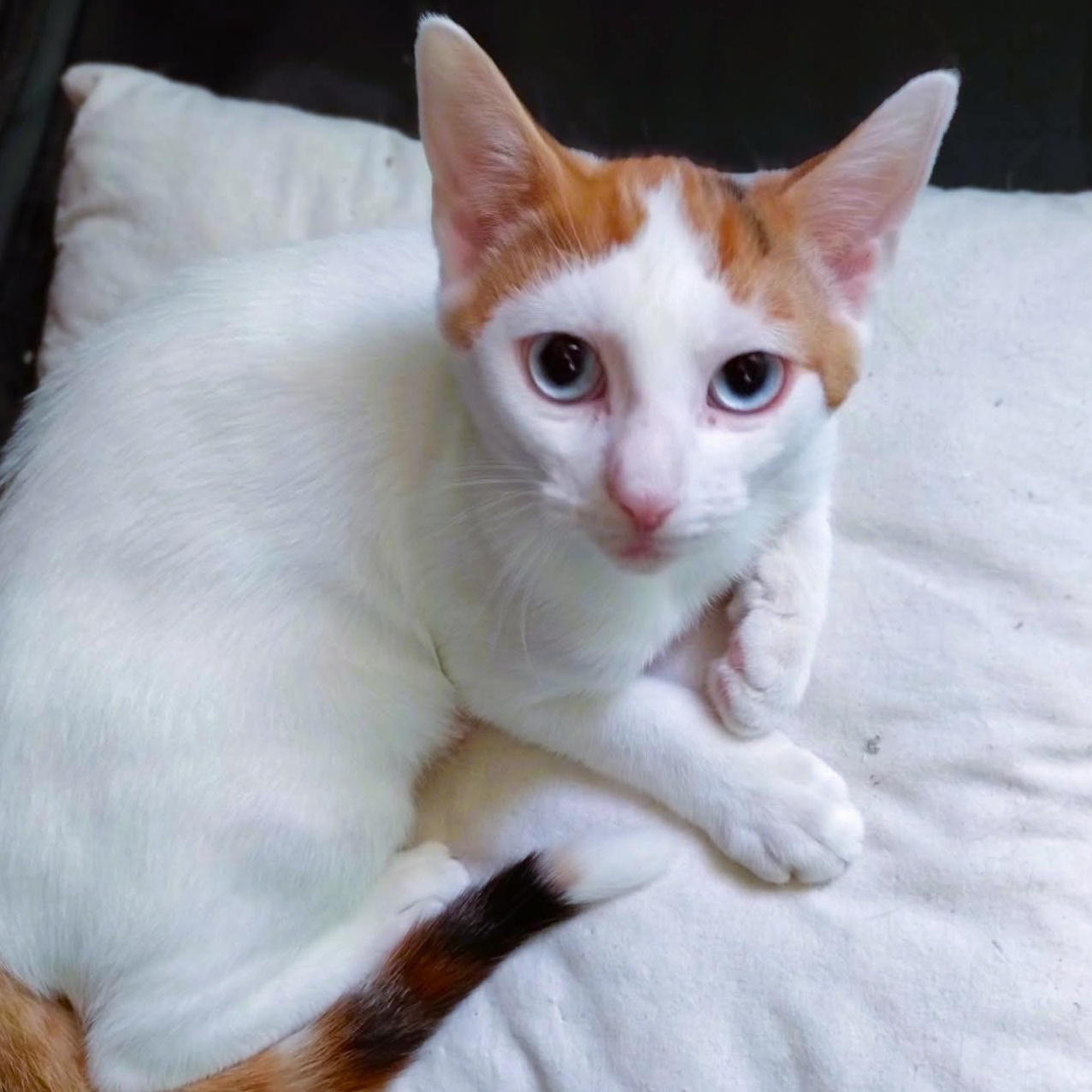 Enlarge Gracie, a ADOPTABLE Calico in Brooklyn, NY image 2/3