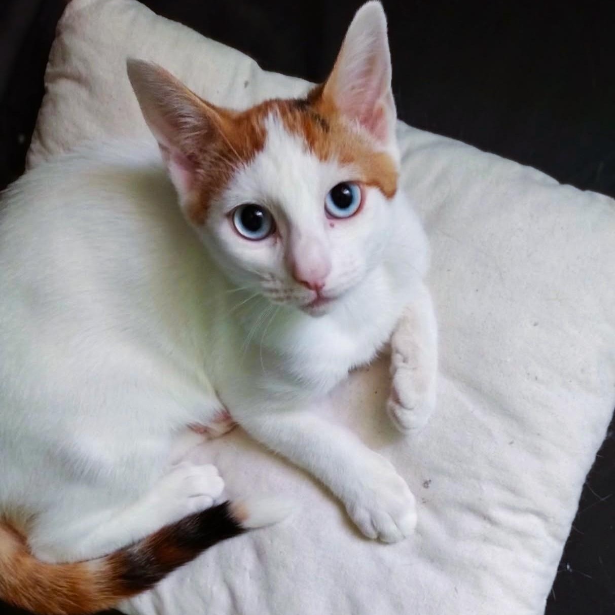 Gracie, ADOPTABLE, Young Female Calico.