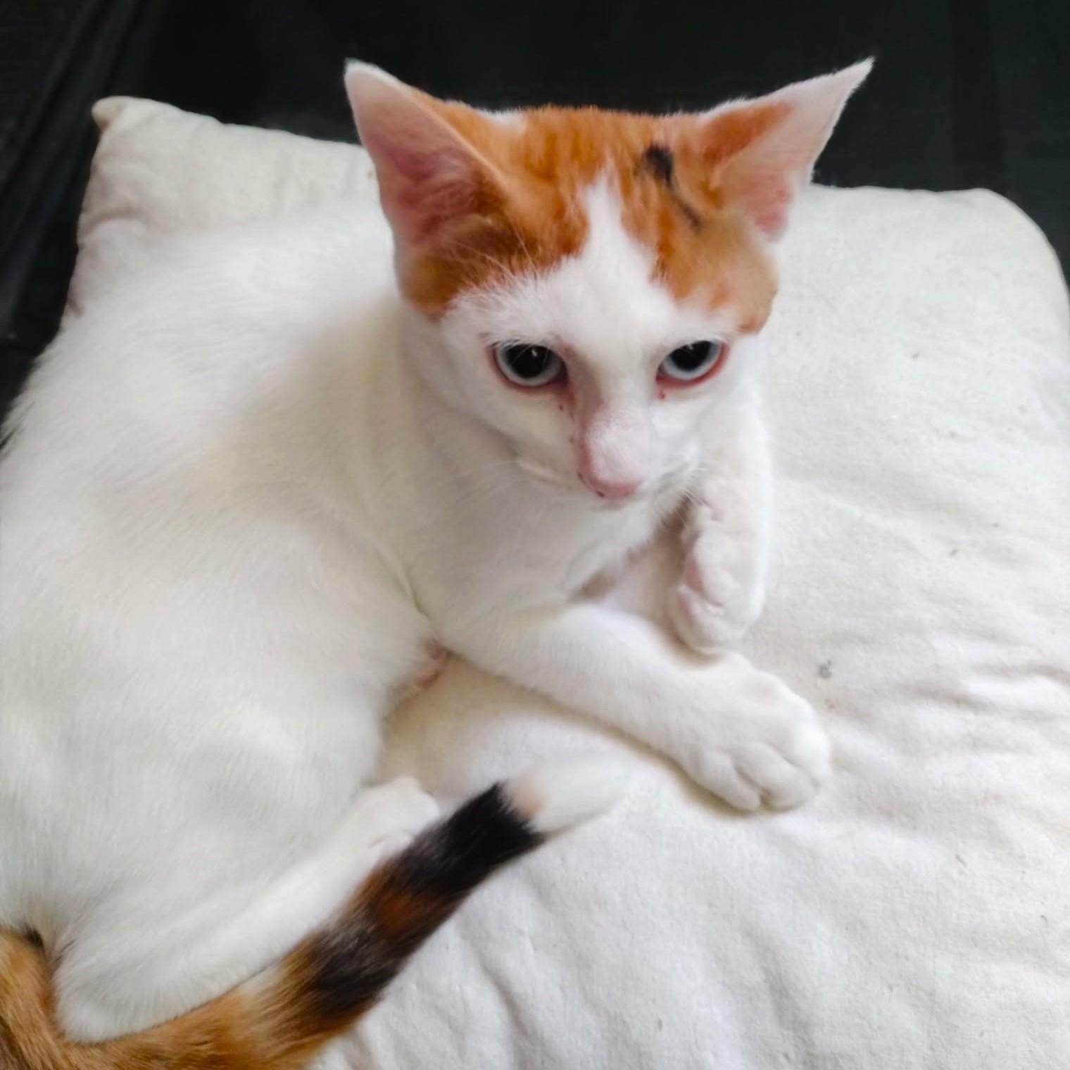 Enlarge Gracie, a ADOPTABLE Calico in Brooklyn, NY image 3/3