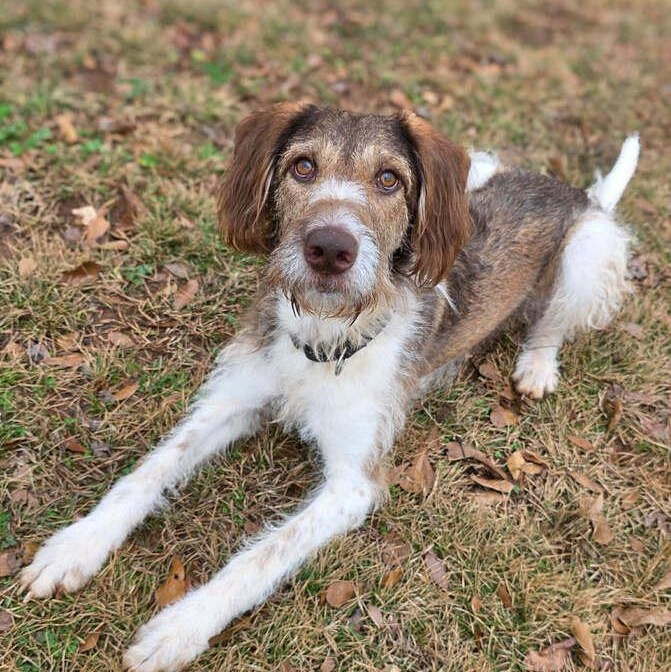 Enlarge Pecan Pie, a Adoptable mixed breed in Carrollton, GA image 1/1