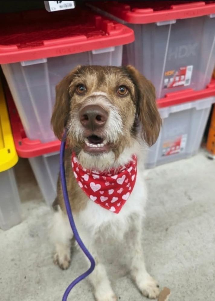 Pecan Pie thumbnail 2