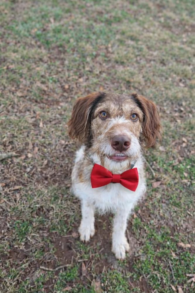 Pecan Pie thumbnail 3