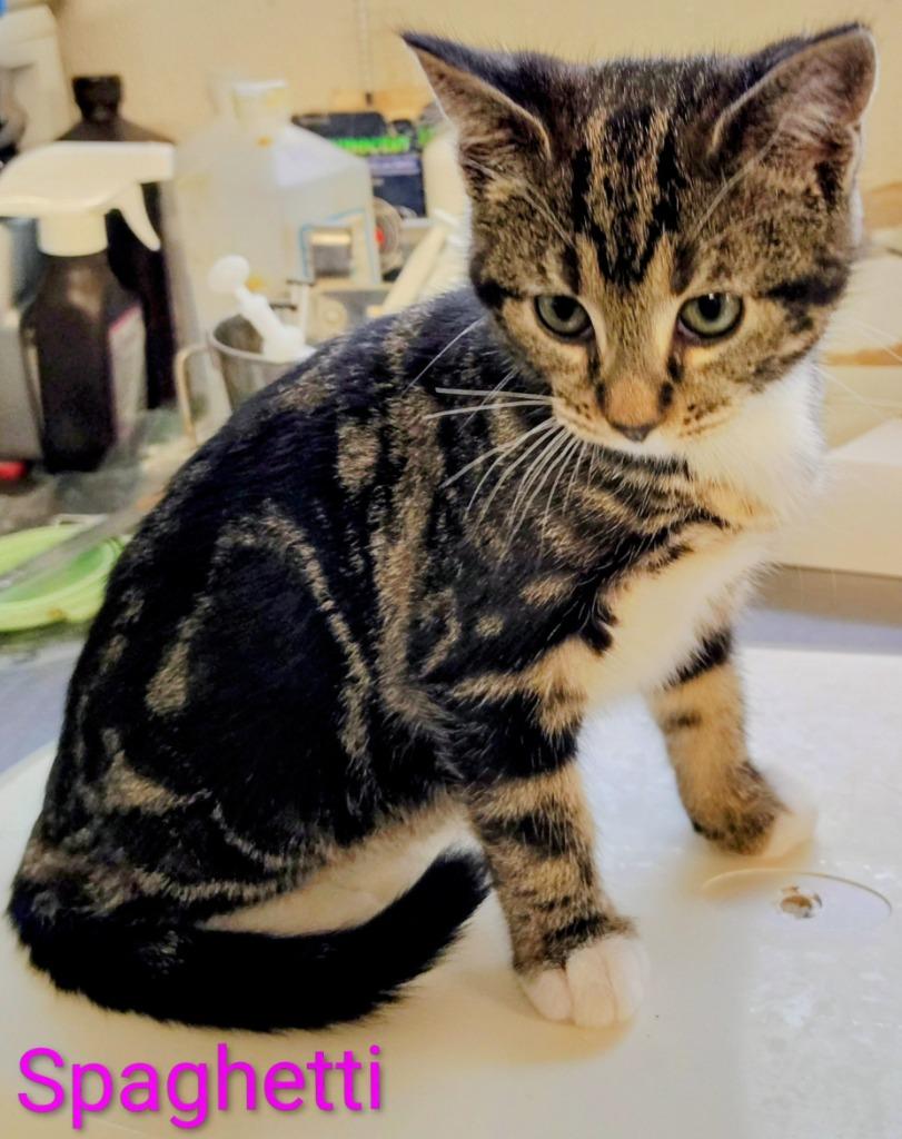 Enlarge Spaghetti, a Adopted mixed breed in Mena, AR image 1/1