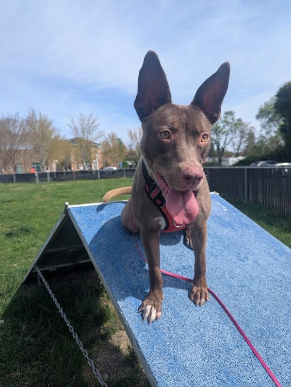 Dusty Rose, Adoptable, Adult Female Australian Kelpie.
