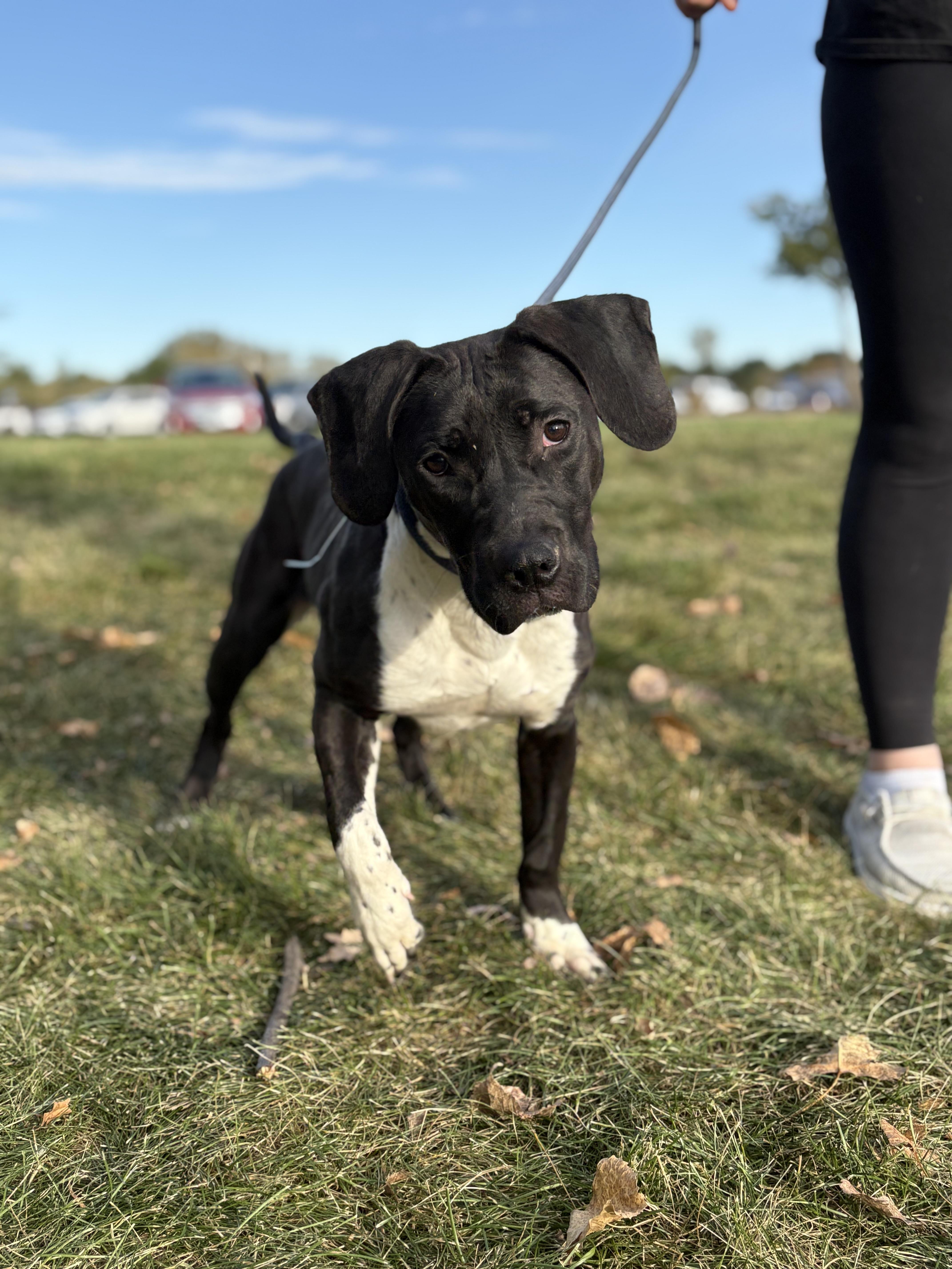Marnie, Adoptable, Young Female Labrador Retriever.
