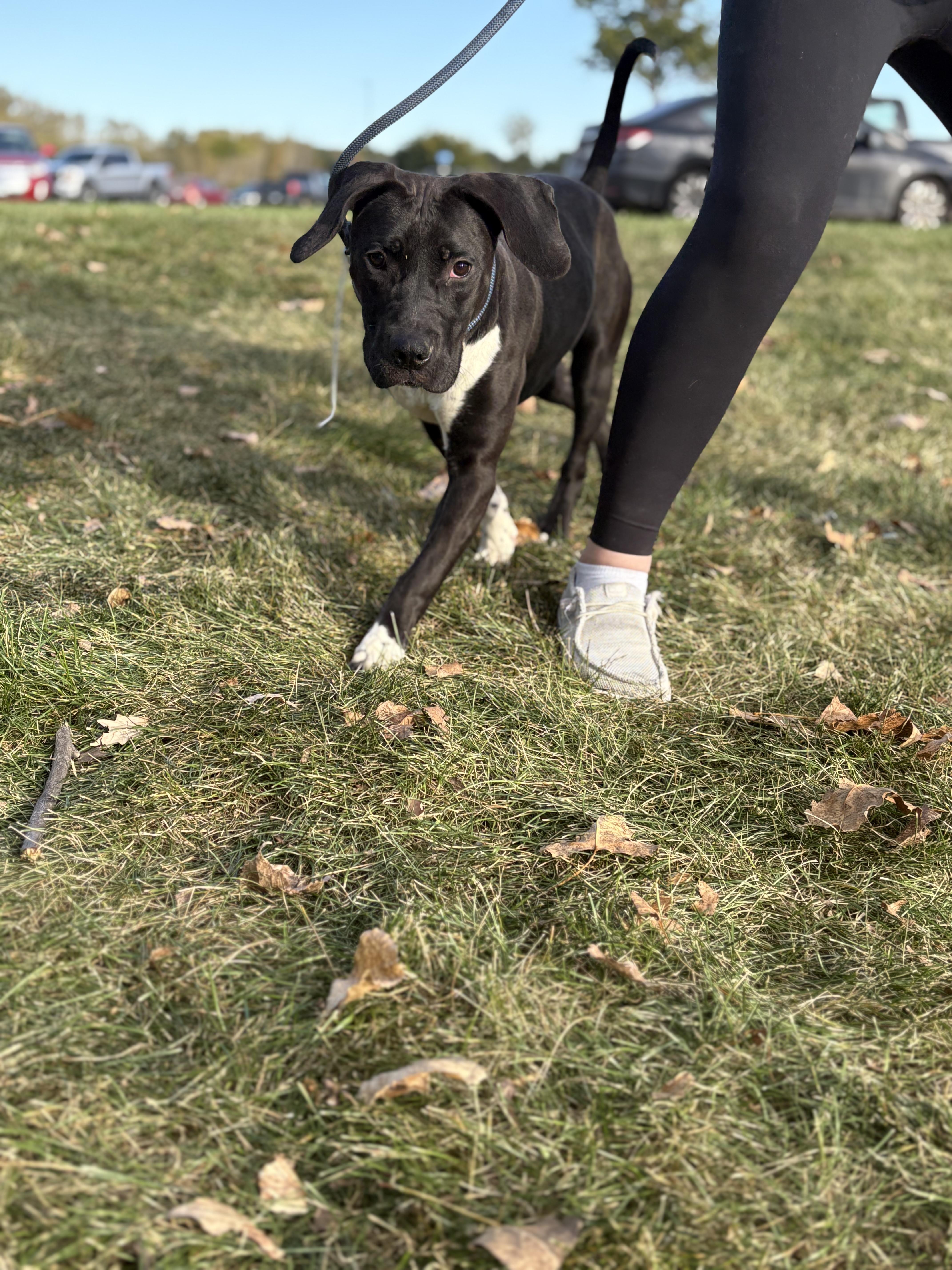 Enlarge Marnie, a Adoptable mixed breed in Zimmerman, MN image 3/3