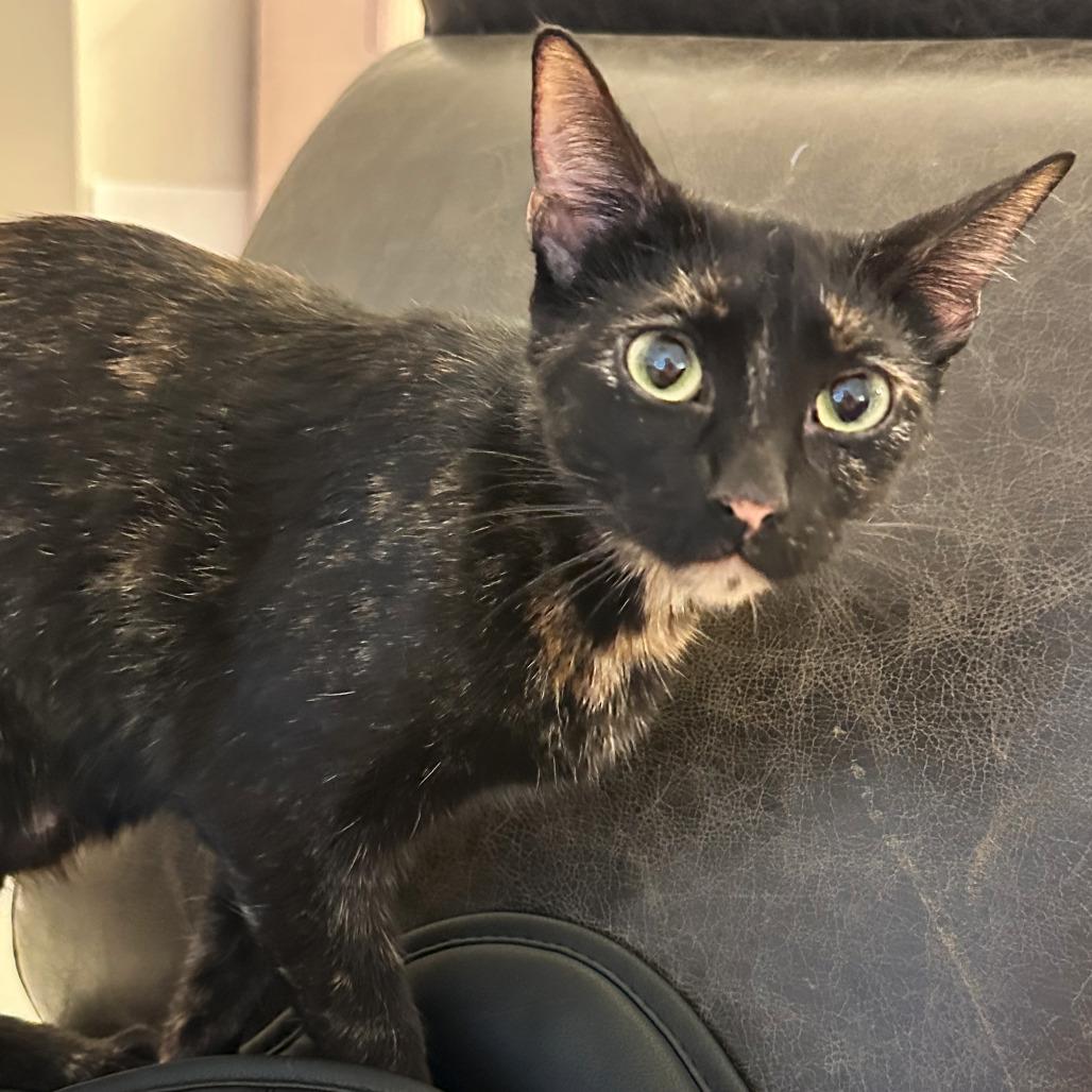 Alani, Adoptable, Young Female Domestic Short Hair.