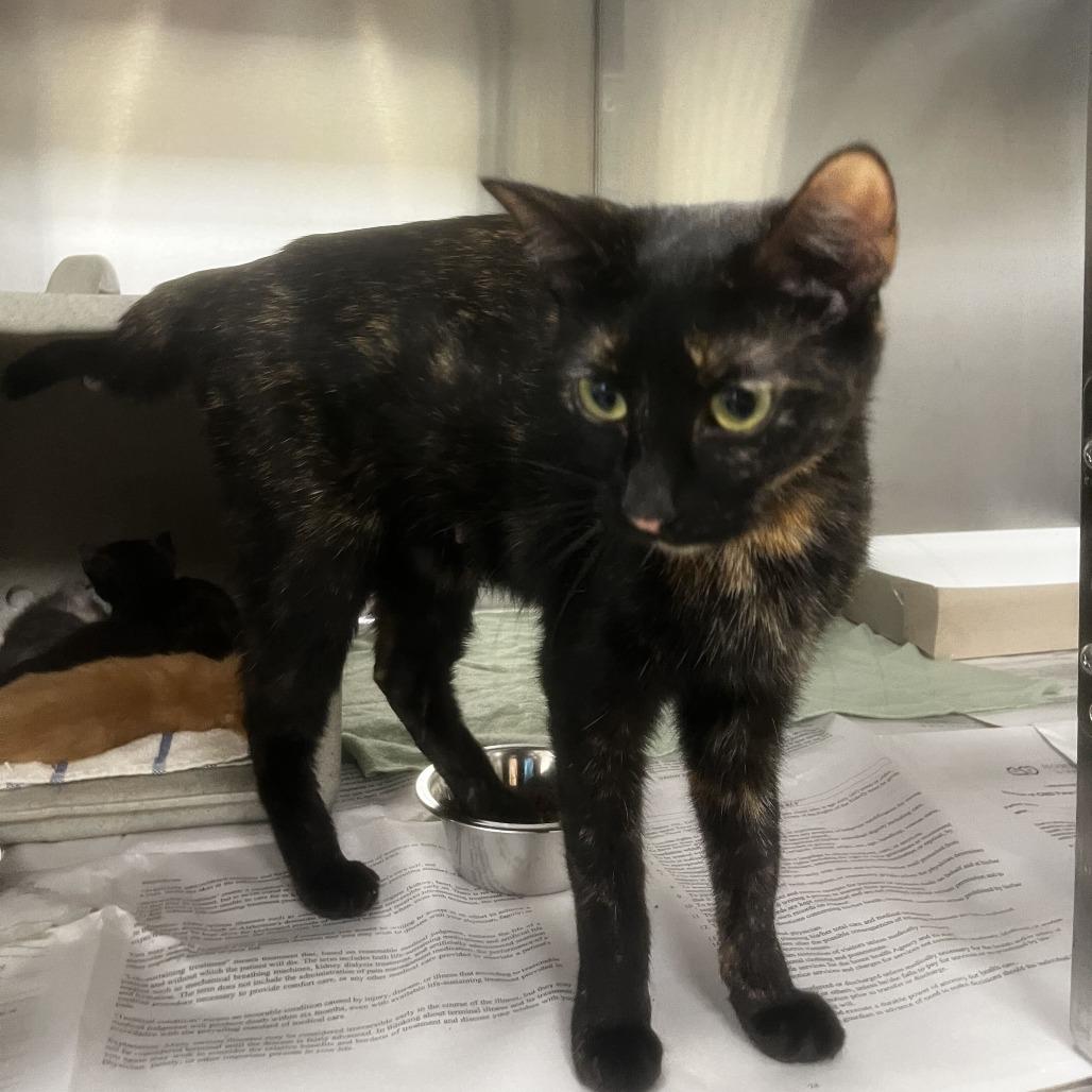 Enlarge Alani, a Adoptable Domestic Short Hair in San Antonio, TX image 2/3