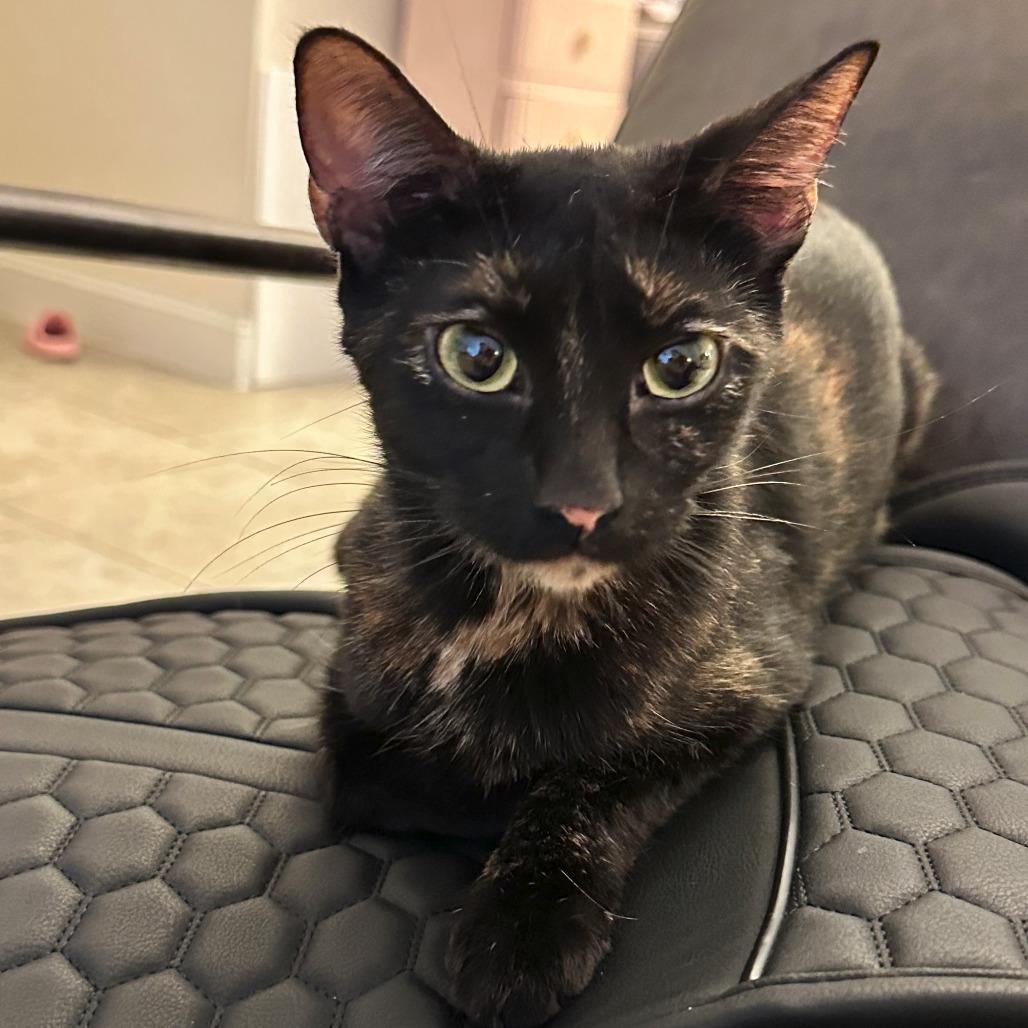 Enlarge Alani, a Adoptable Domestic Short Hair in San Antonio, TX image 3/3