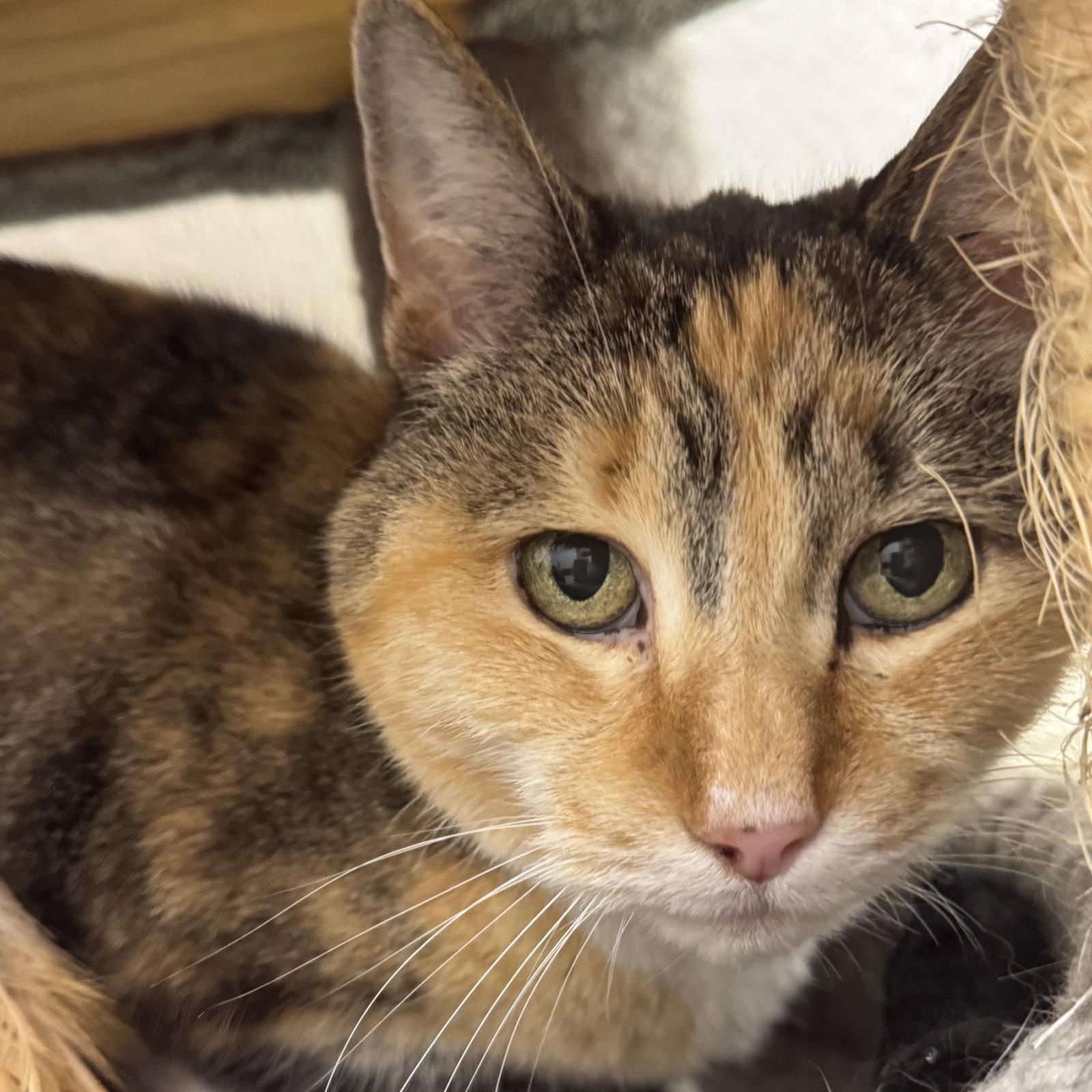 Enlarge Peanut, a Adoptable mixed breed in Winchendon, MA image 1/2