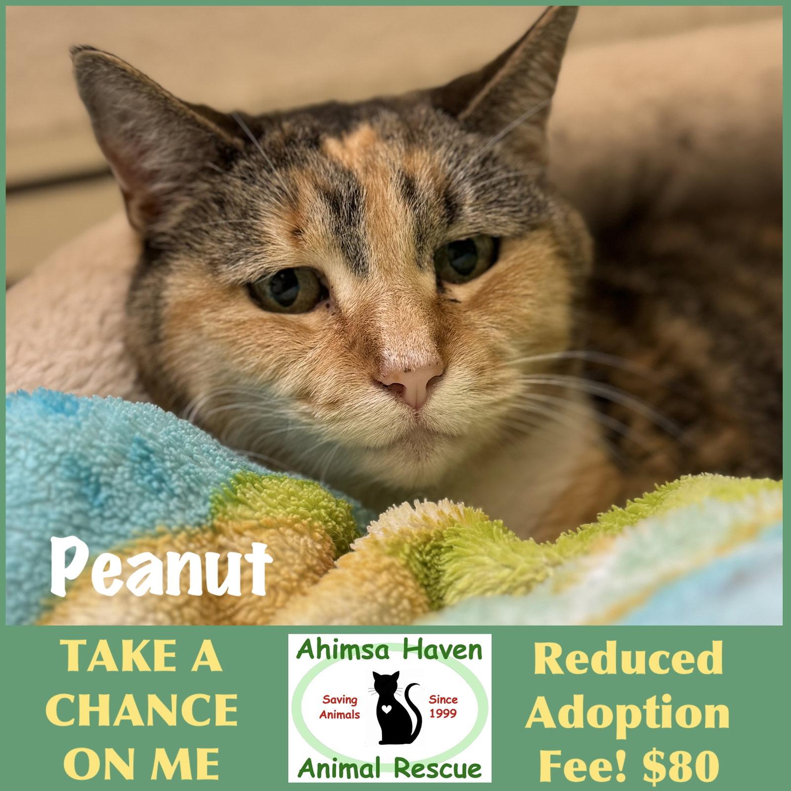 Enlarge Peanut, a Adoptable mixed breed in Winchendon, MA image 2/2