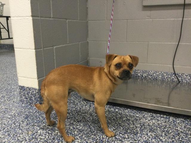 Manny, Adoptable, Adult Male Pug.