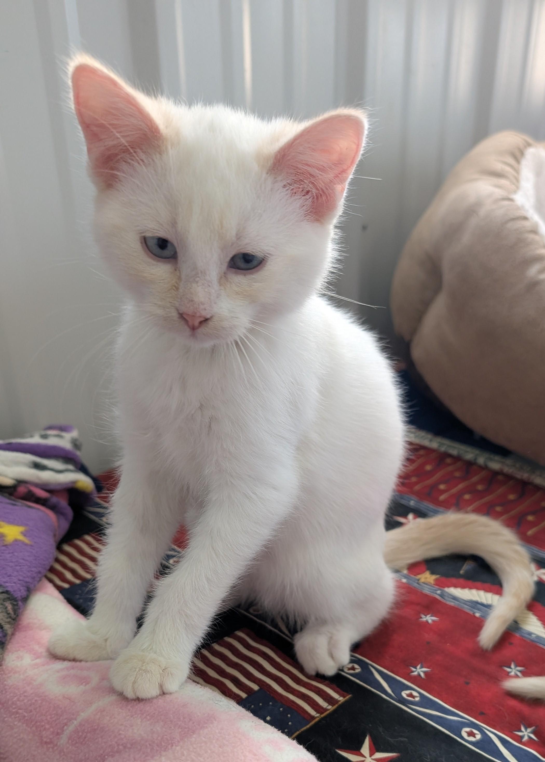 Zelda, Adoptable, Young Female Domestic Short Hair.