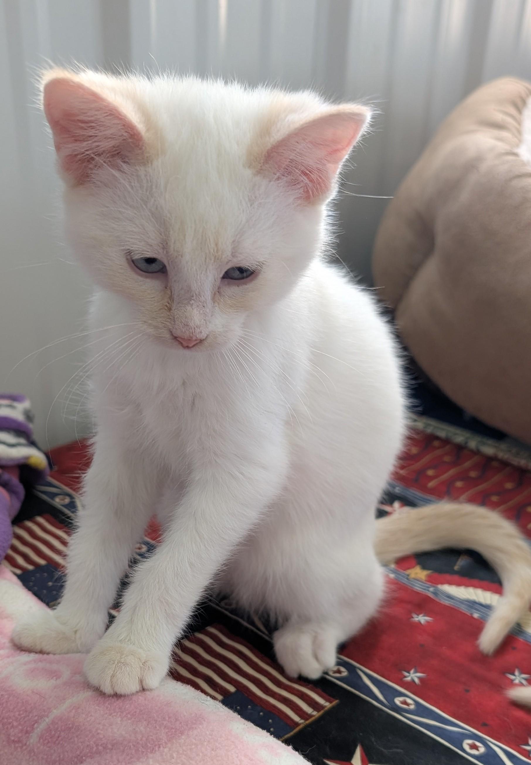 Zelda, a Adoptable Domestic Short Hair in New Ulm, MN image 3/5