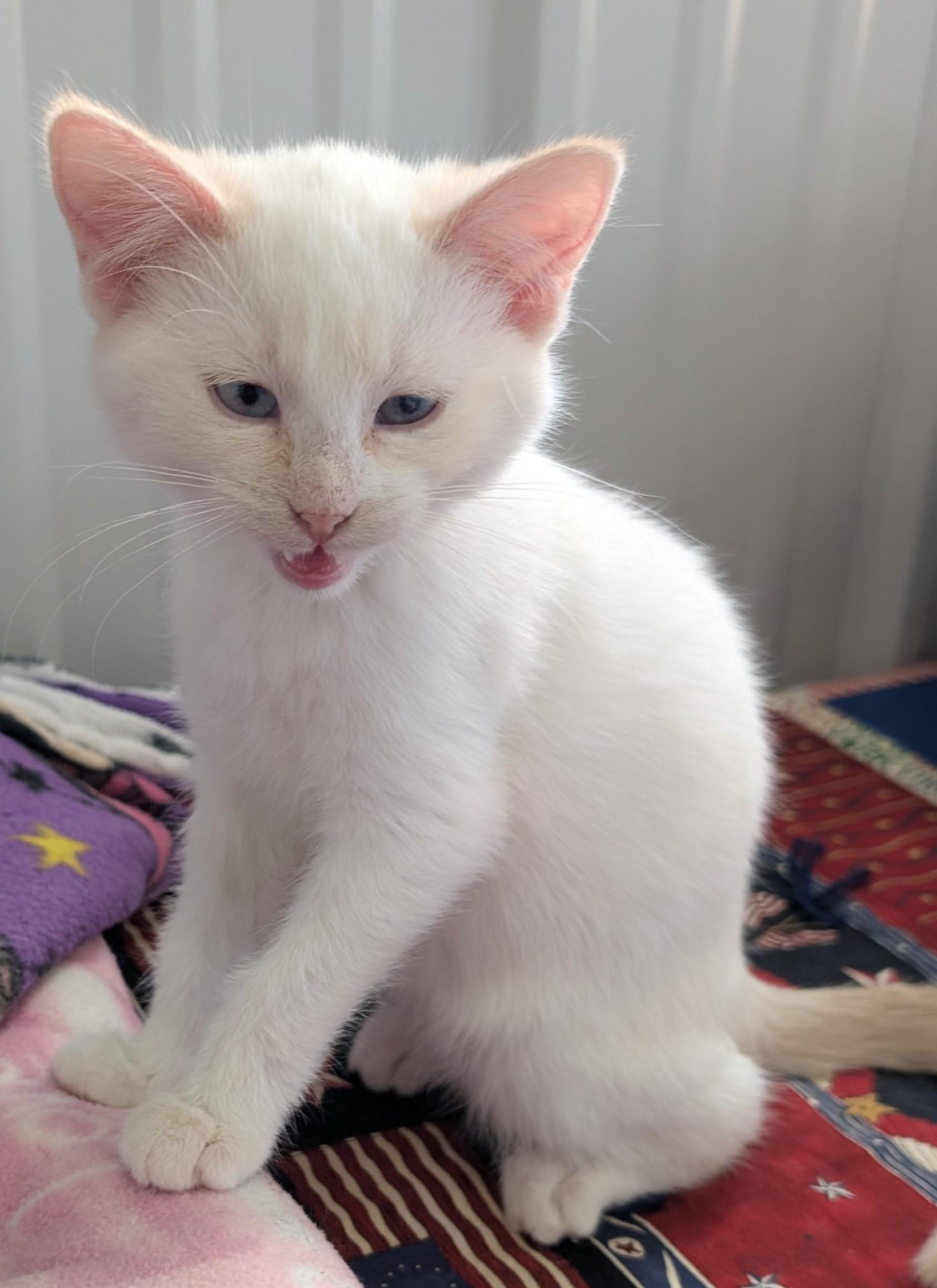 Zelda, a Adoptable Domestic Short Hair in New Ulm, MN image 2/5