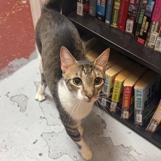Jasper at Fat Cat Cafe, ADOPTABLE, Young Male Domestic Short Hair.