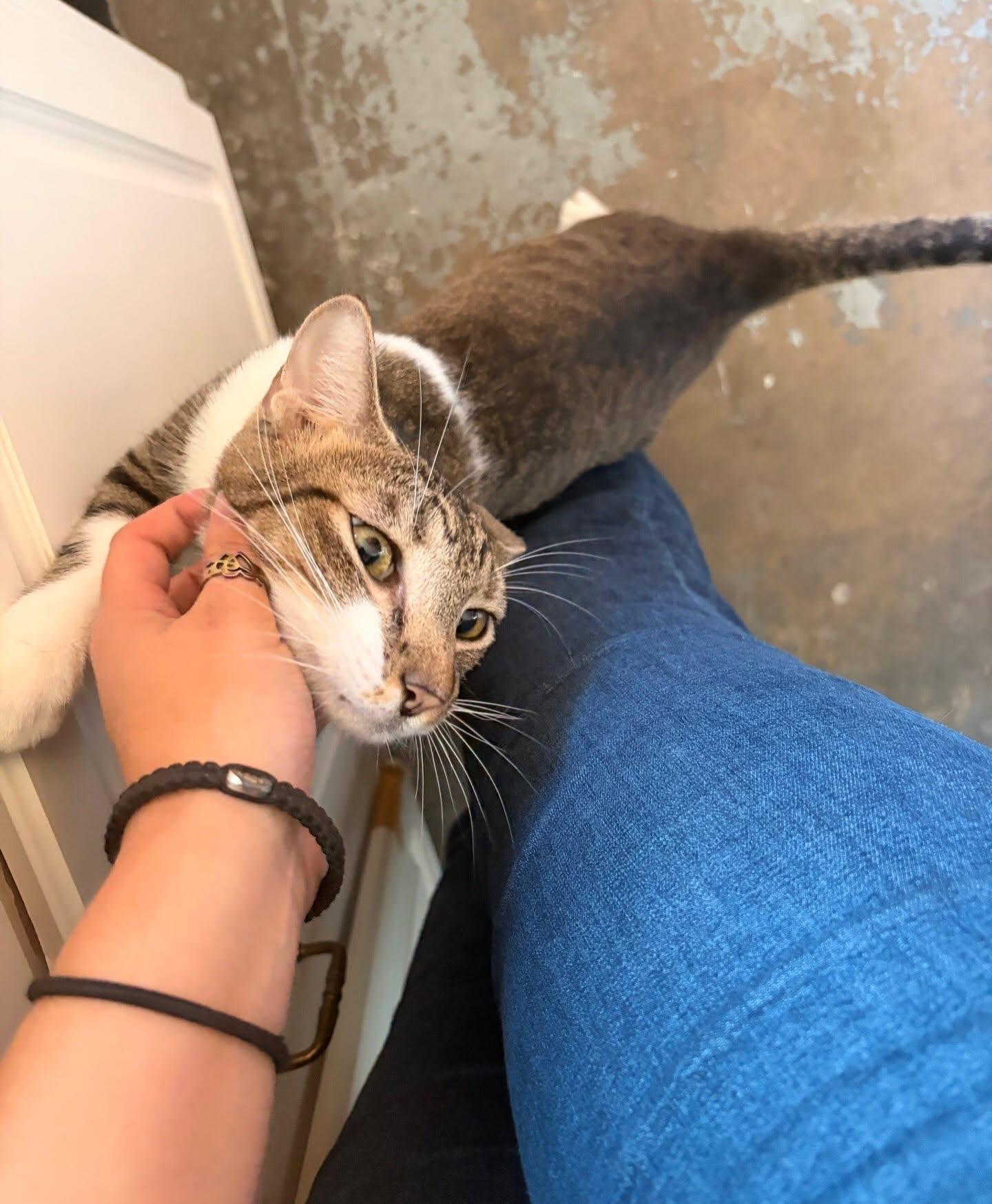 Enlarge Jasper at Fat Cat Cafe, a ADOPTABLE Domestic Short Hair in Tallahassee, FL image 3/3