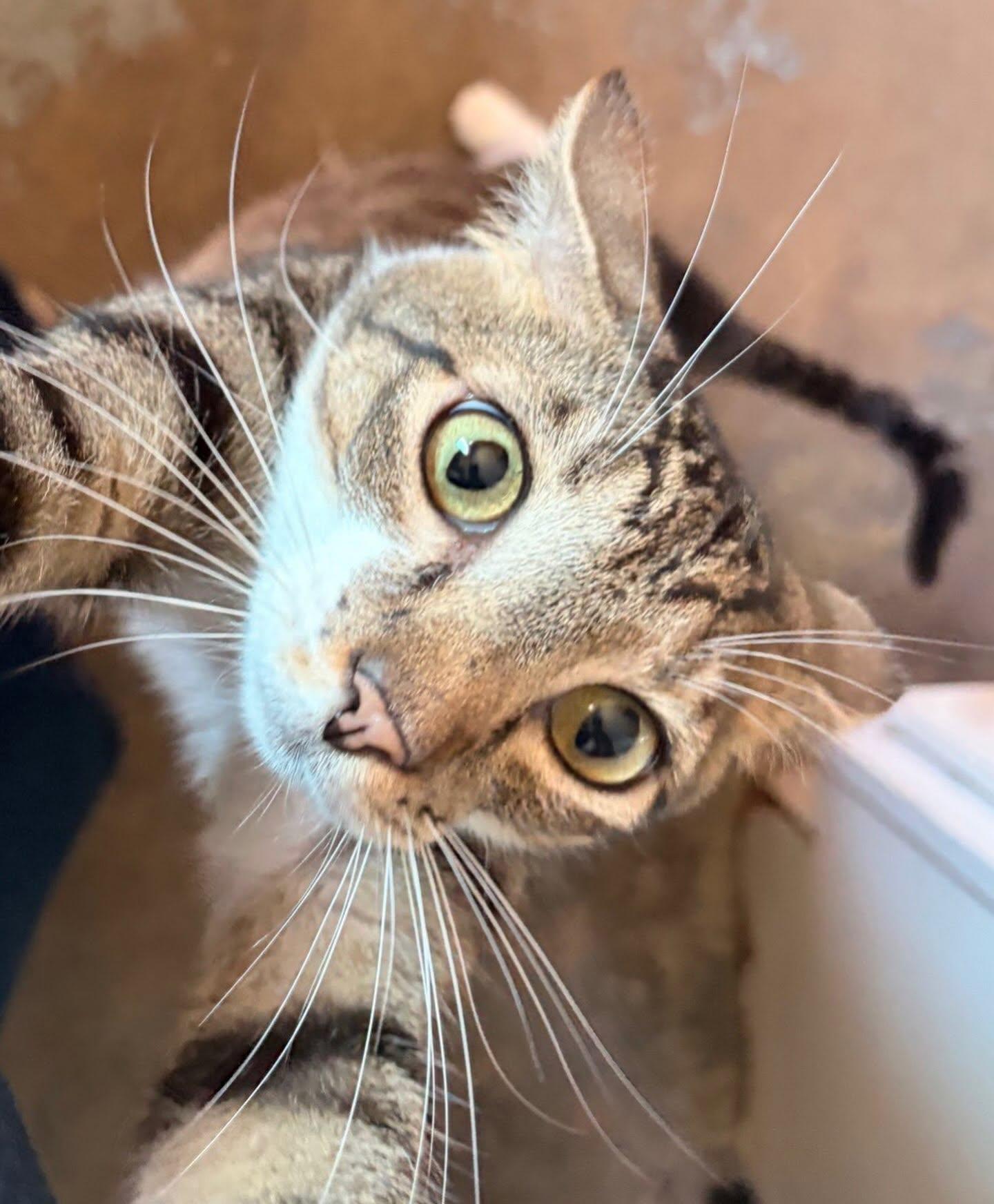 Enlarge Jasper at Fat Cat Cafe, a ADOPTABLE Domestic Short Hair in Tallahassee, FL image 2/3
