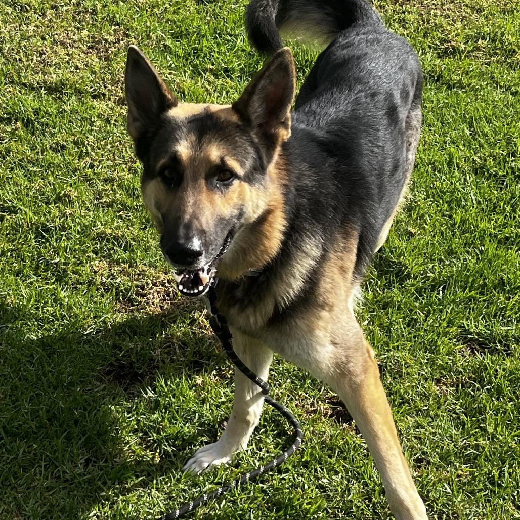 Chuy, Adoptable, Senior Male German Shepherd Dog.