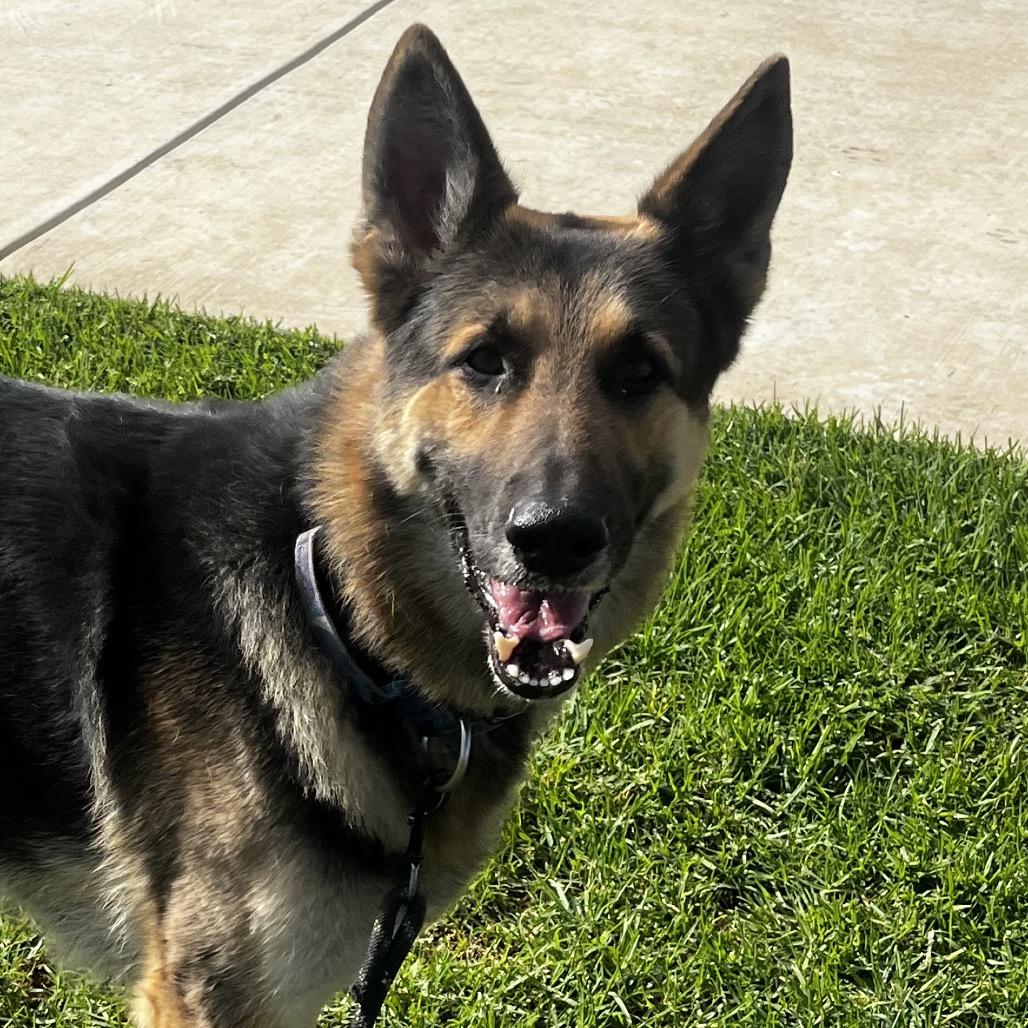 Enlarge Chuy, a Adoptable German Shepherd Dog in Santa Barbara, CA image 2/5