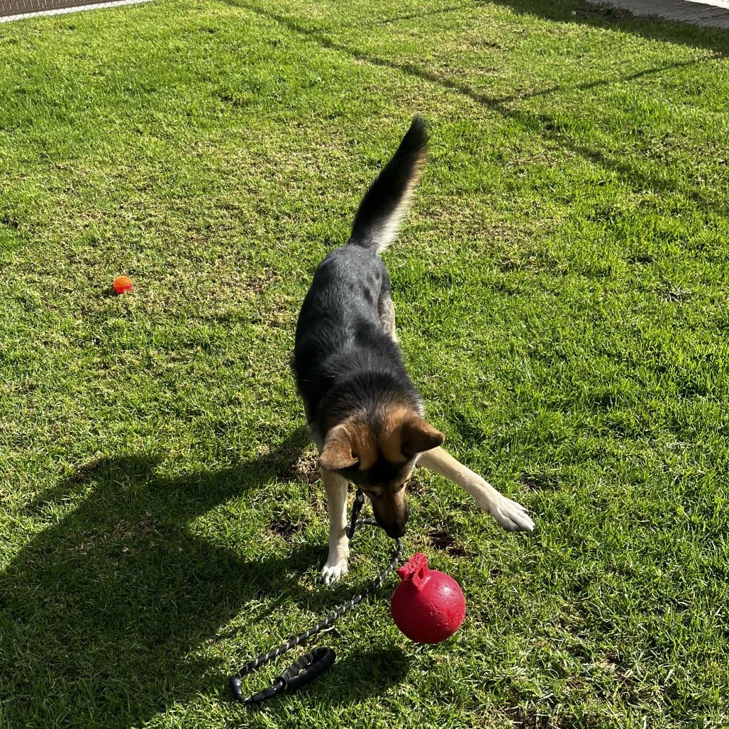 Enlarge Chuy, a Adoptable German Shepherd Dog in Santa Barbara, CA image 3/5