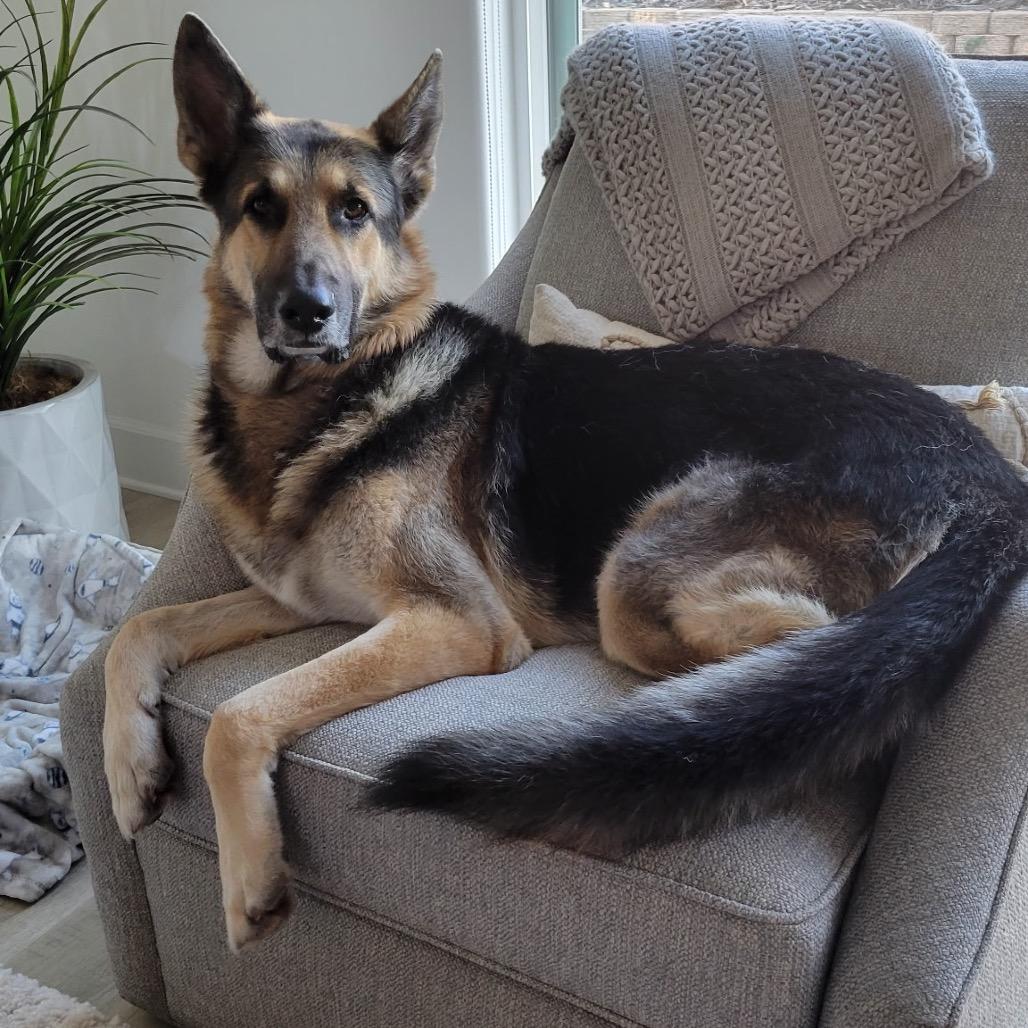 Enlarge Chuy, a Adoptable German Shepherd Dog in Santa Barbara, CA image 4/5