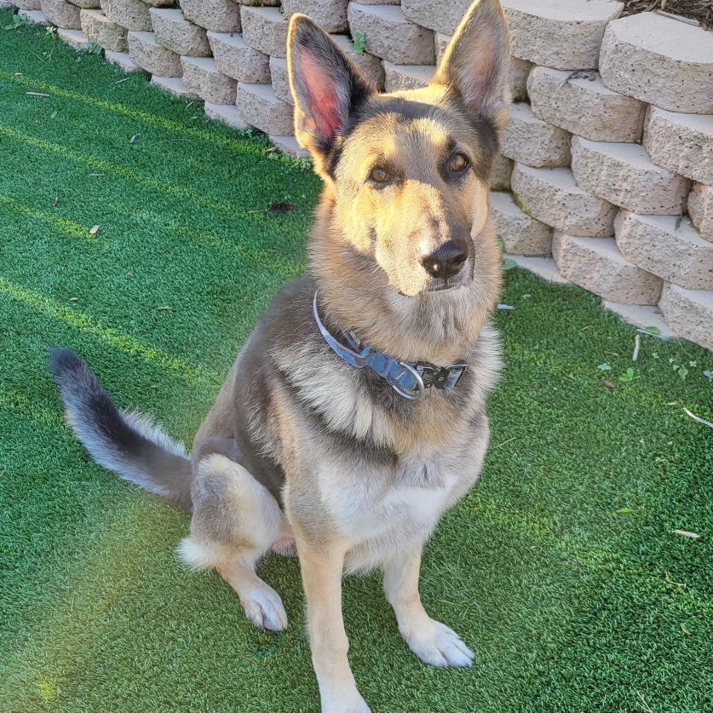 Enlarge Chuy, a Adoptable German Shepherd Dog in Santa Barbara, CA image 5/5