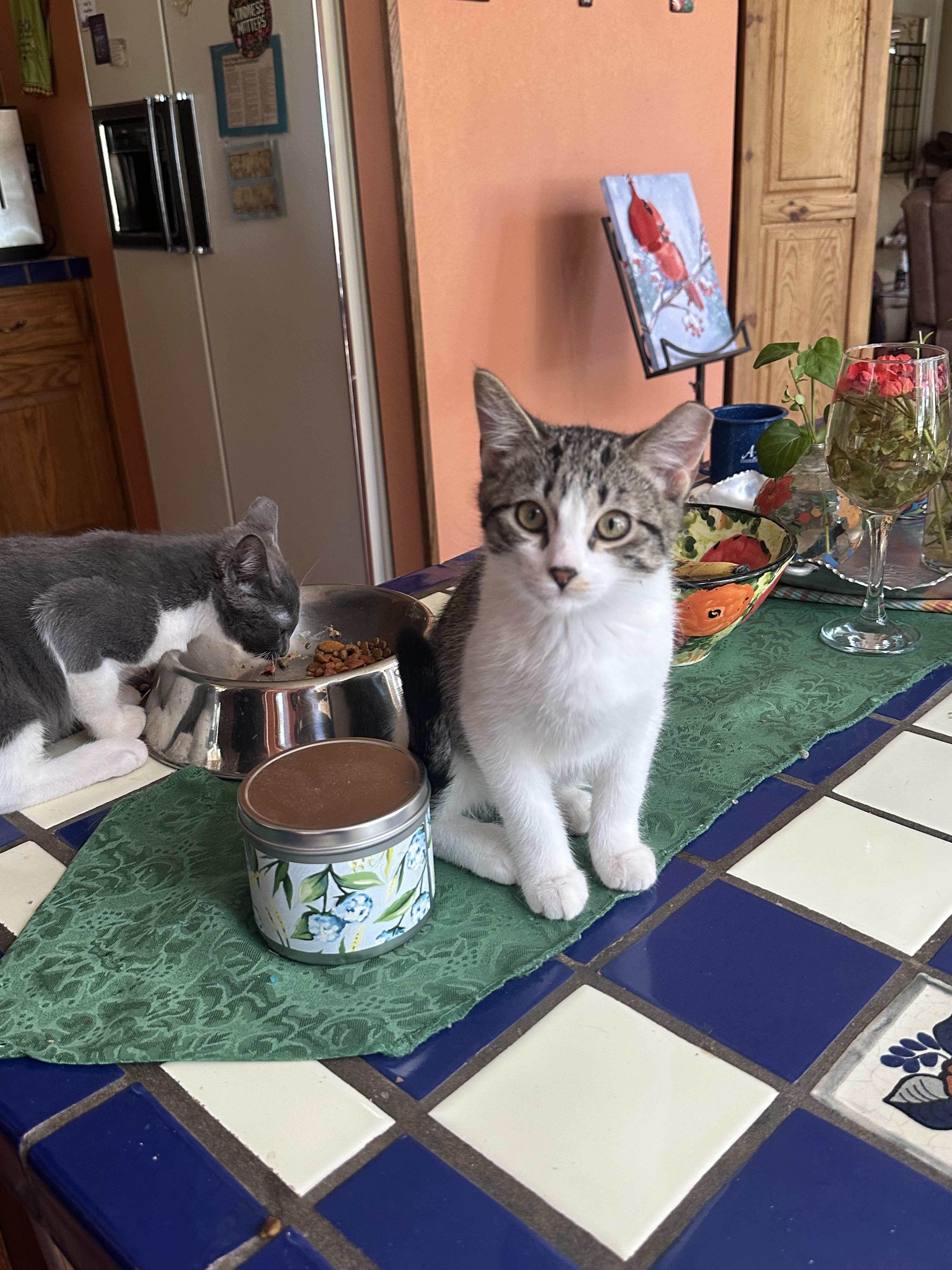 Lovie, Adopted, Young Male Domestic Short Hair.