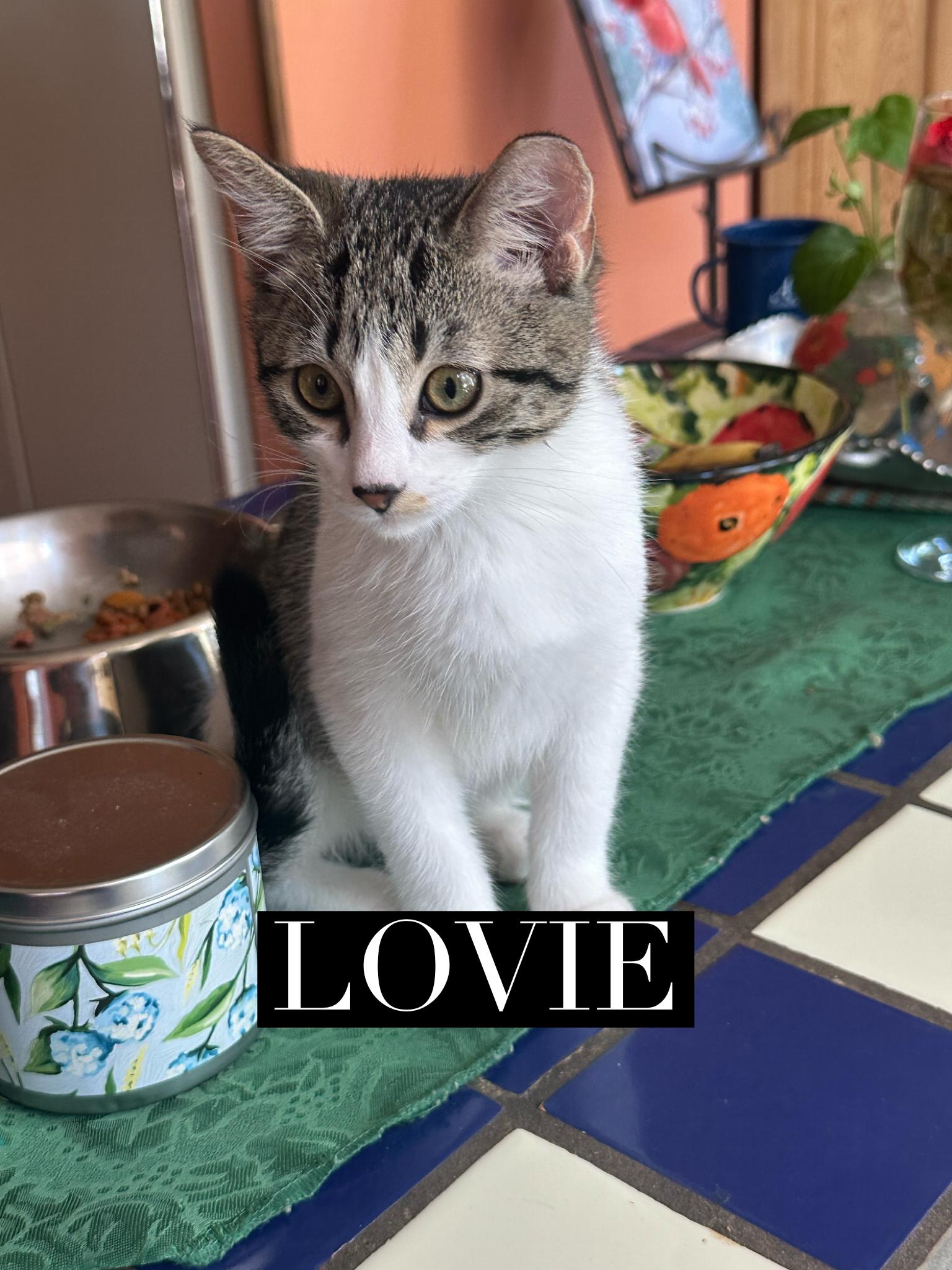 Lovie, Adopted, Young Male Domestic Short Hair.