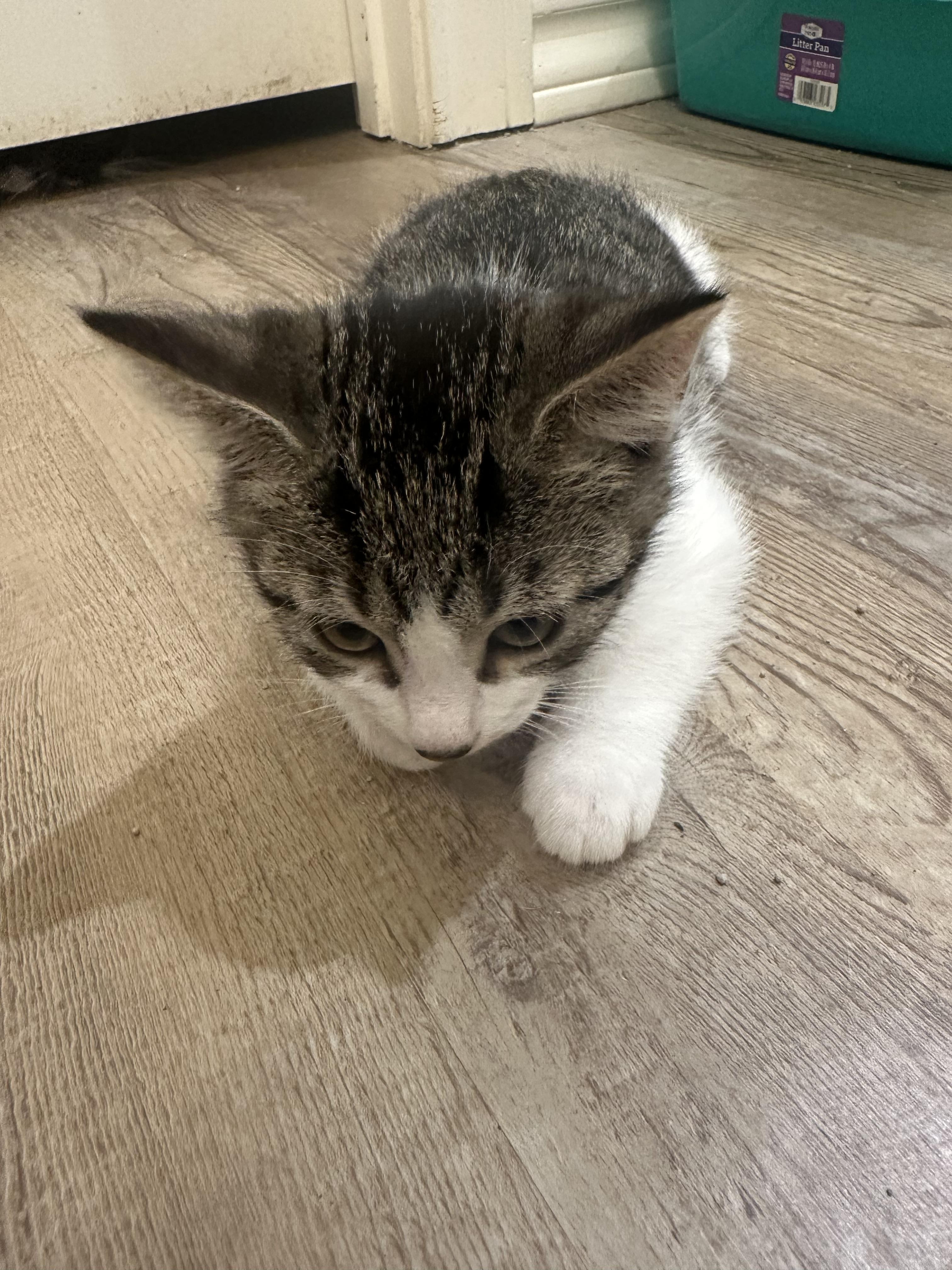 Enlarge Lovie, a Adopted Domestic Short Hair in Lubbock, TX image 3/4