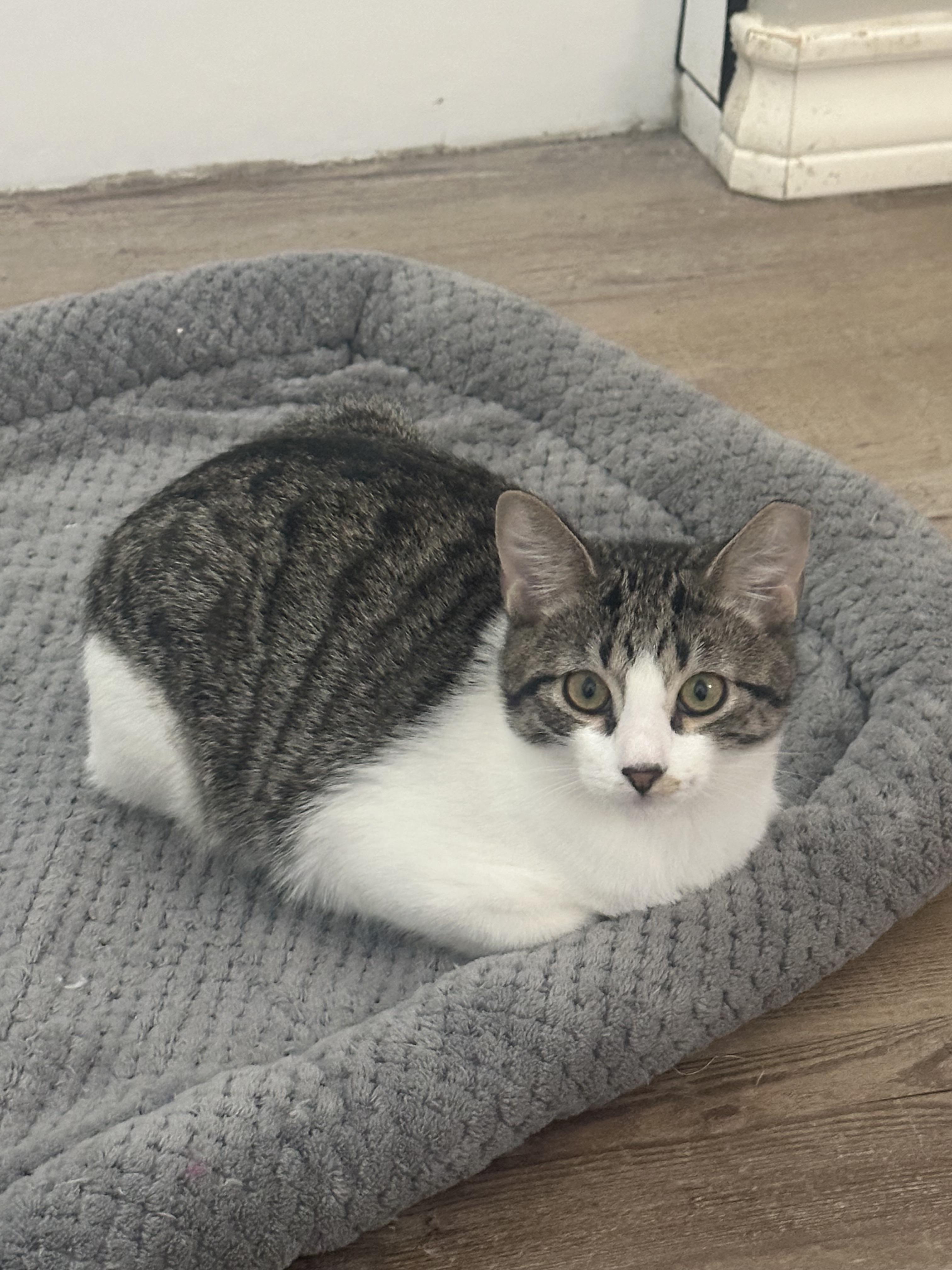 Enlarge Lovie, a Adopted Domestic Short Hair in Lubbock, TX image 4/4