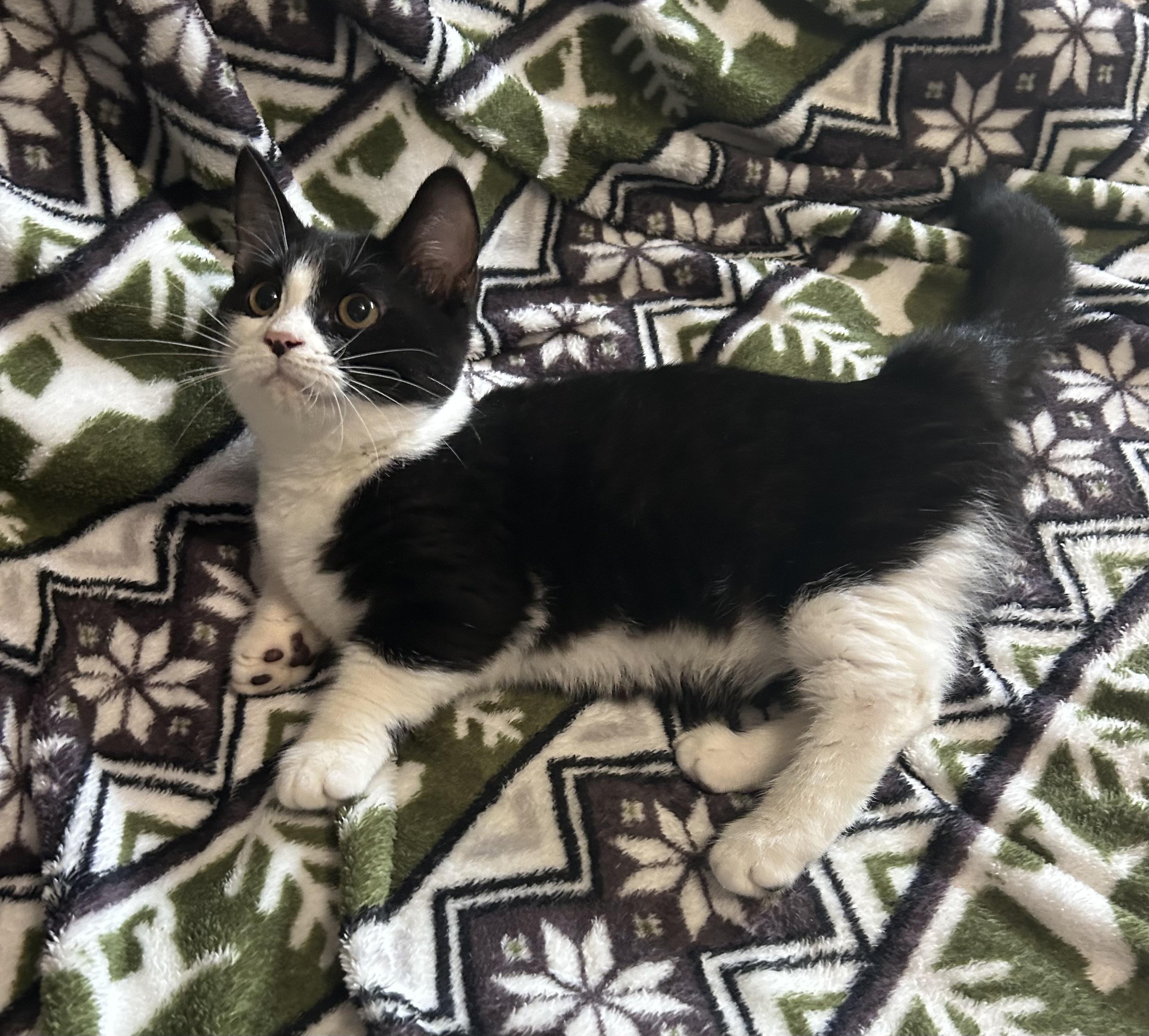 Cuervo, Young Male Domestic Short Hair