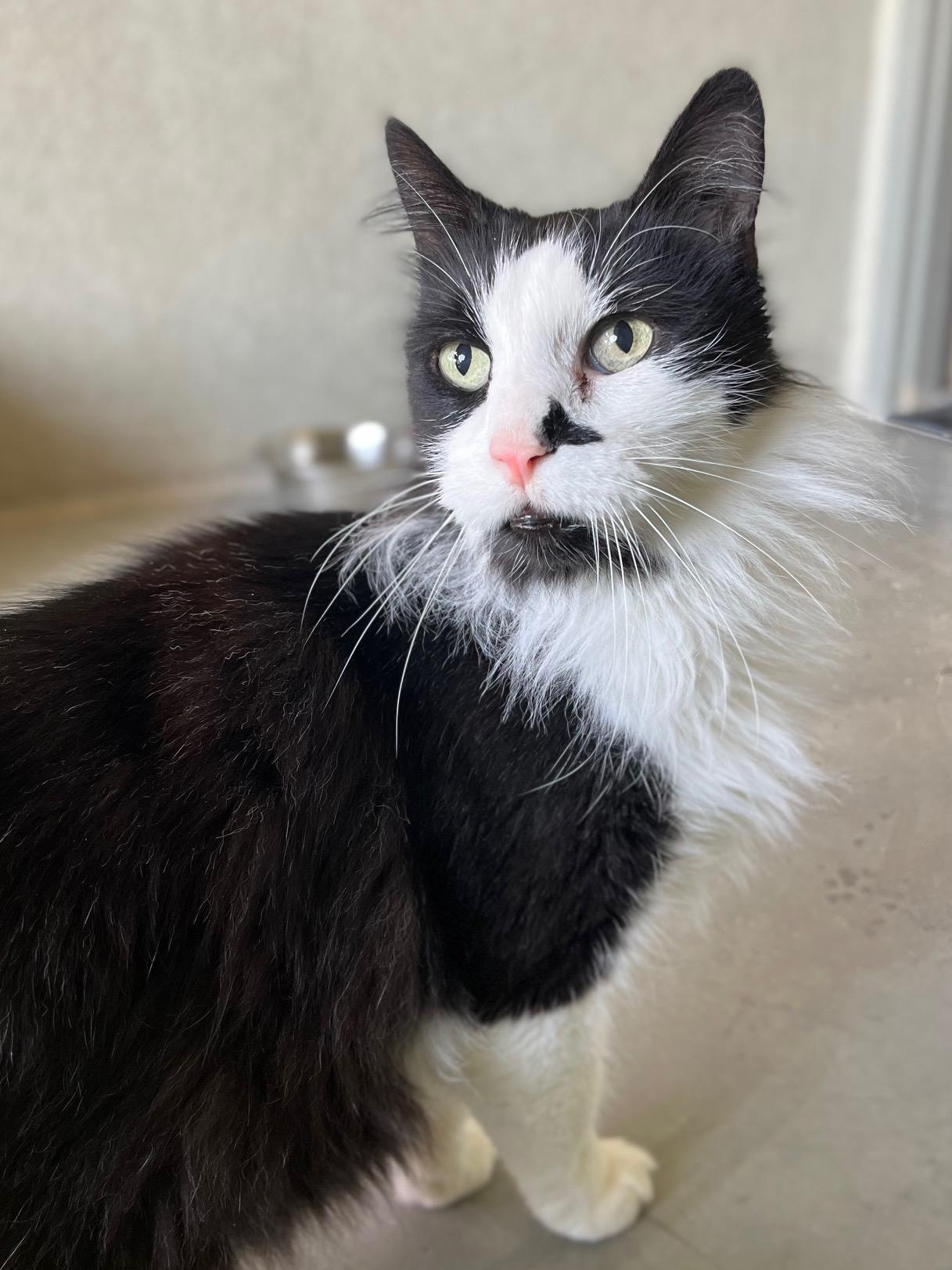 Pedro, adopted, Adult Male Domestic Long Hair.