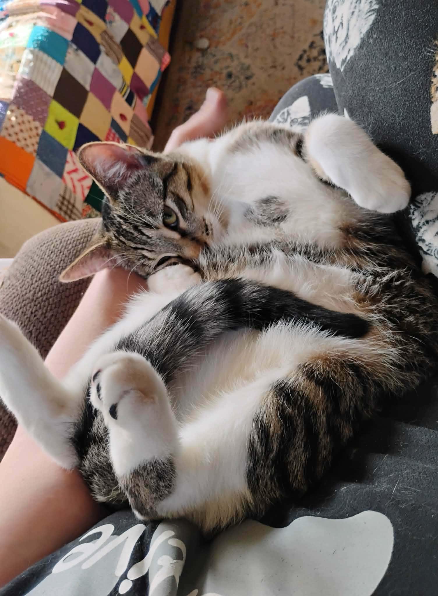 Enlarge Simon - "The Team Captain" - Courtesy Post, an adopted Domestic Short Hair in Anoka, MN image 4/6