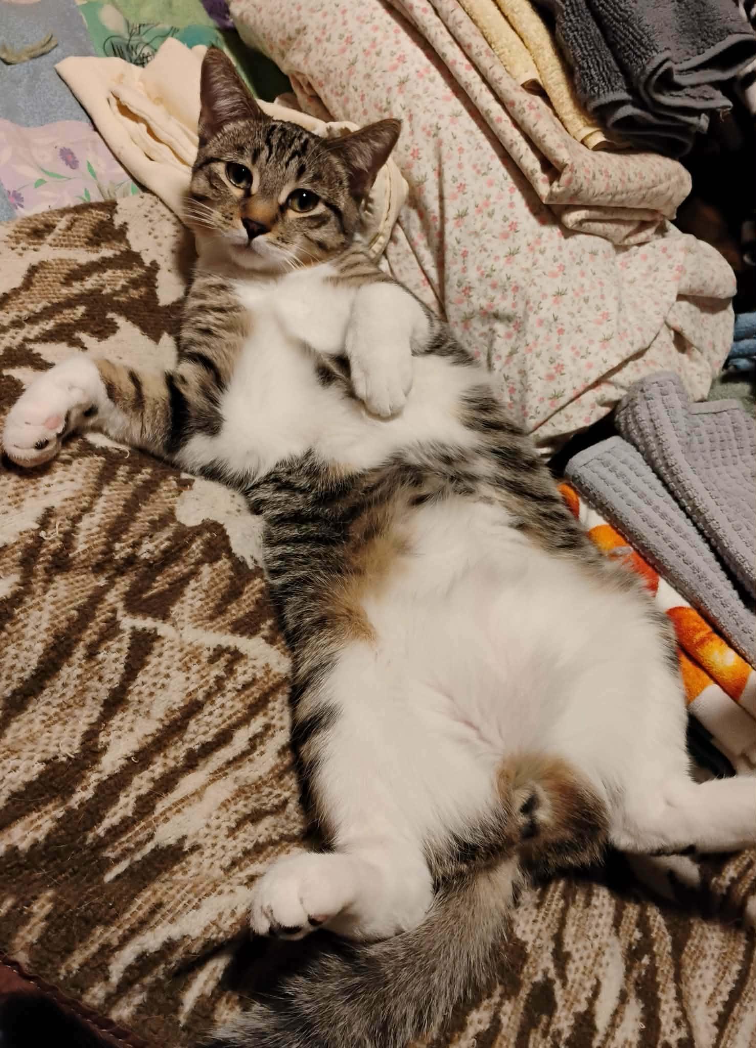 Enlarge Simon - "The Team Captain" - Courtesy Post, an adopted Domestic Short Hair in Anoka, MN image 3/6