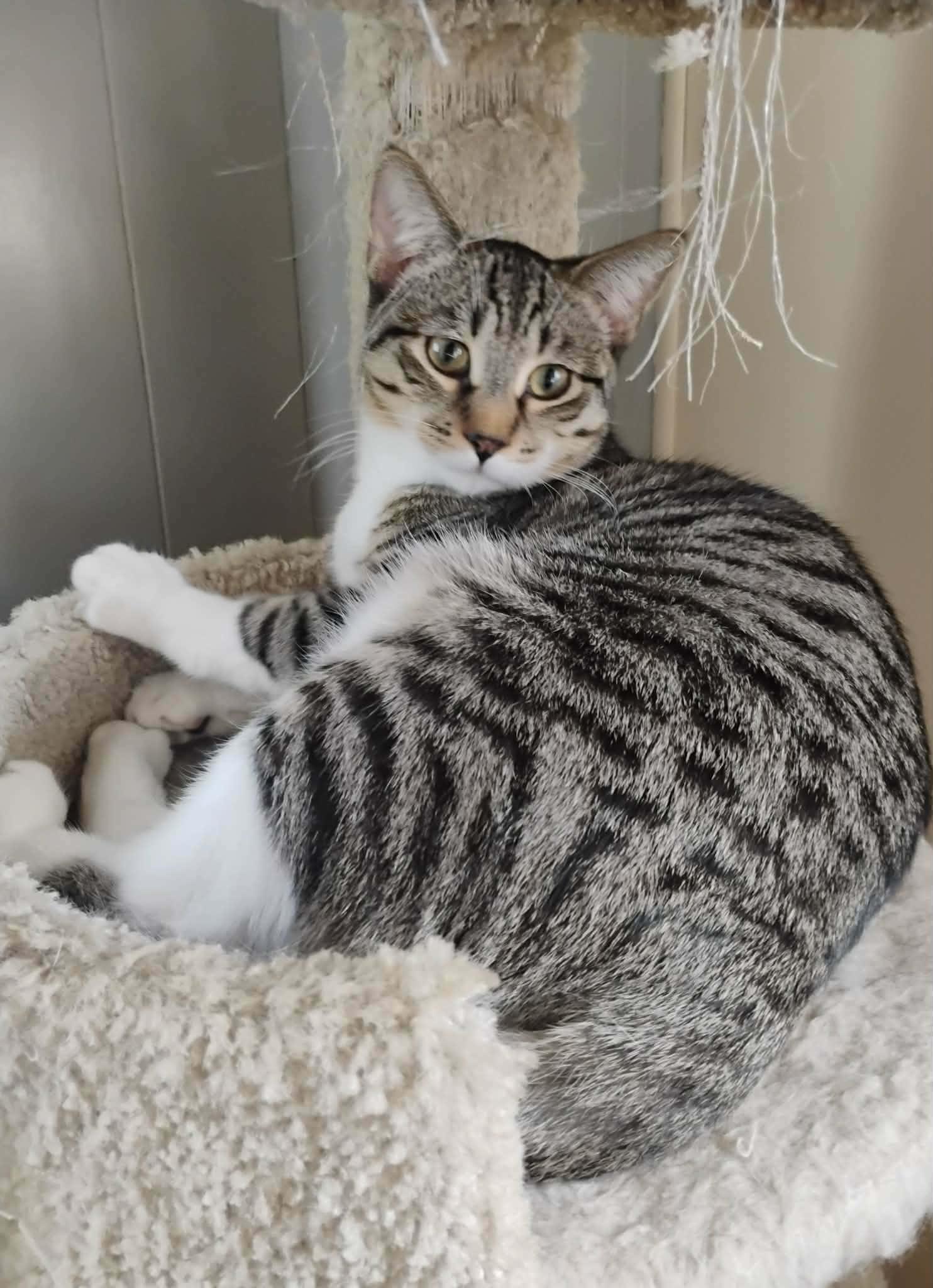 Simon - "The Team Captain" - Courtesy Post, adopted, Kitten Male Domestic Short Hair.